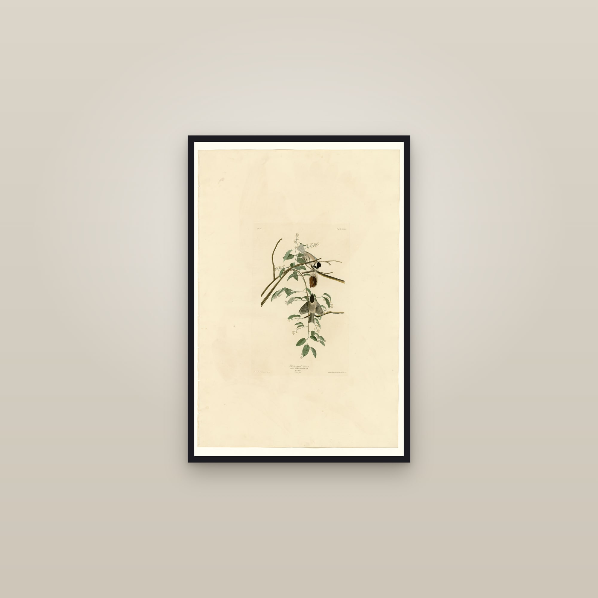 Black-capped Titmouse — framed in a gallery setting
