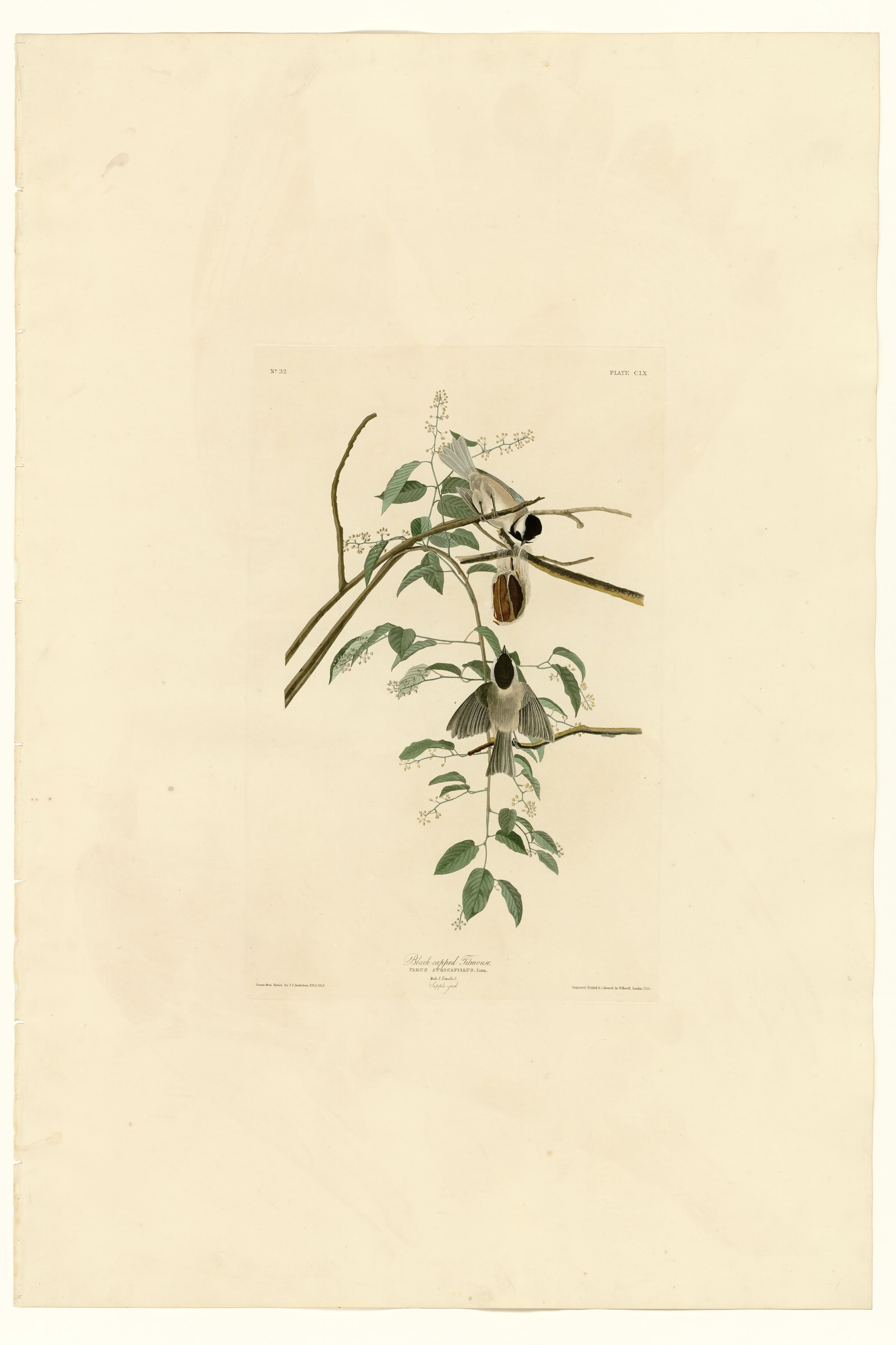 Black-capped Titmouse