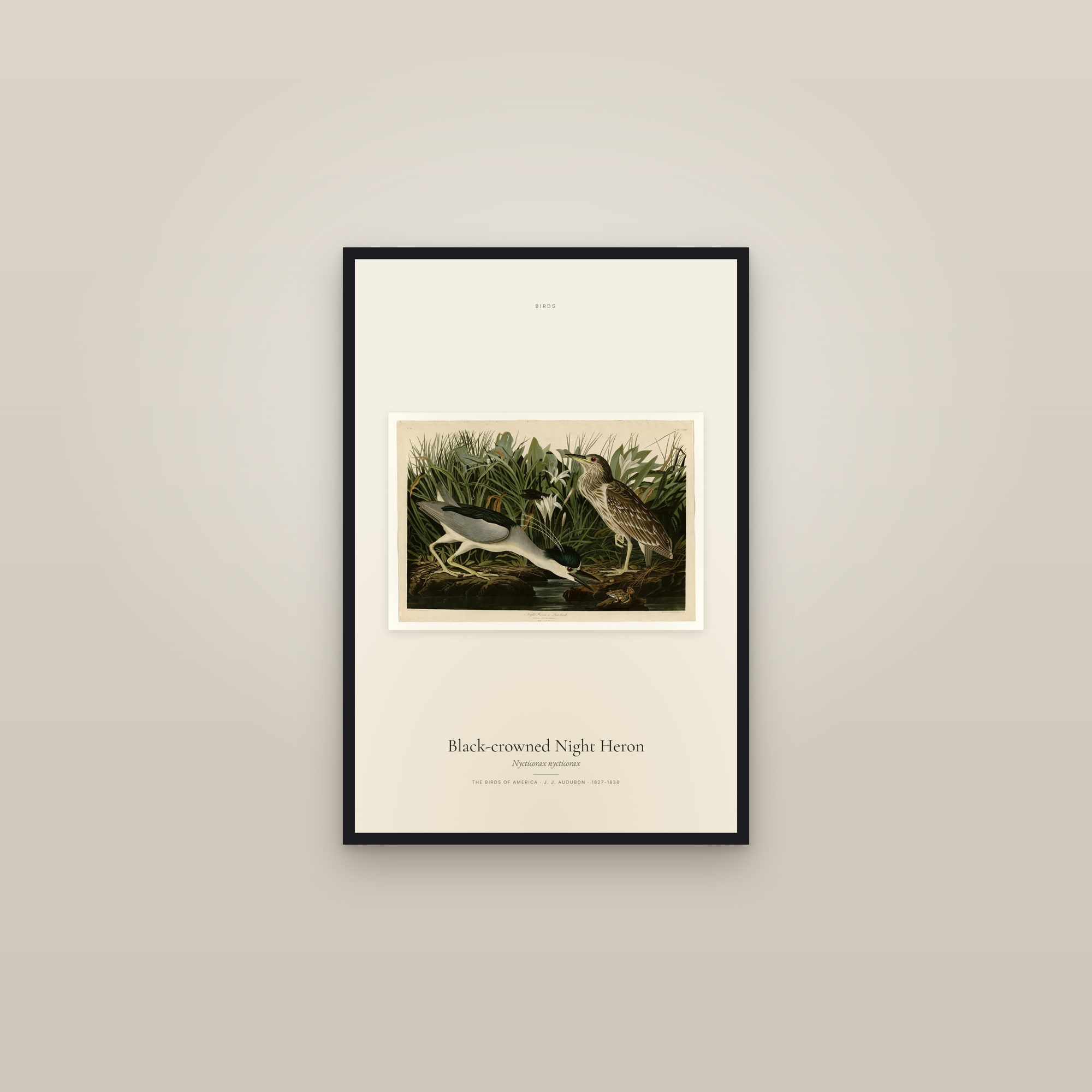 Black-crowned Night Heron — framed in a gallery setting