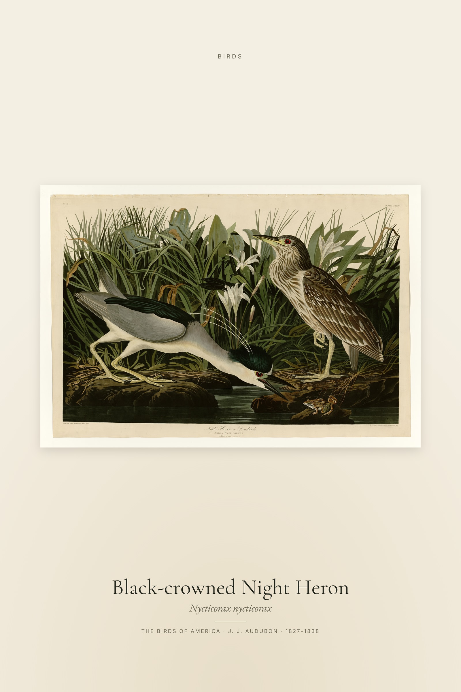 Black-crowned Night Heron