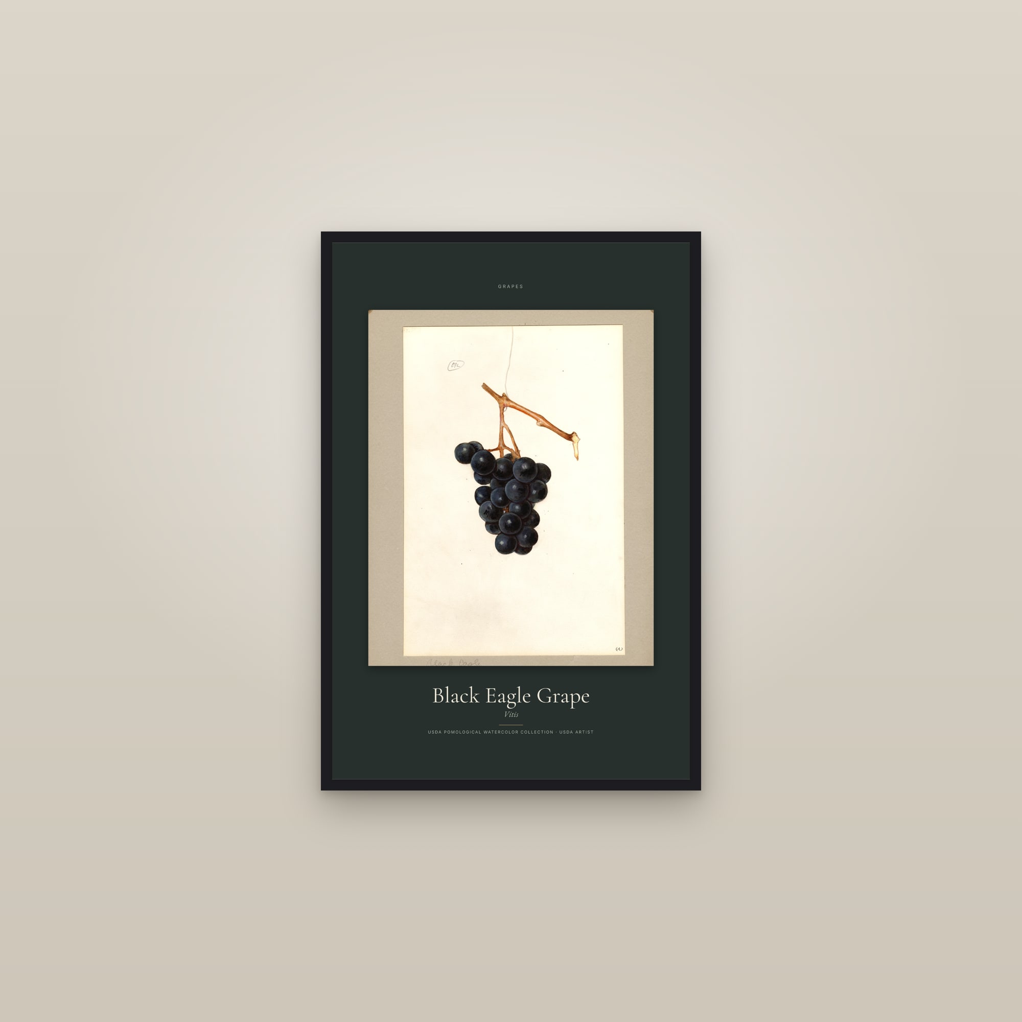 Black Eagle Grape — Specimen — framed in a gallery setting