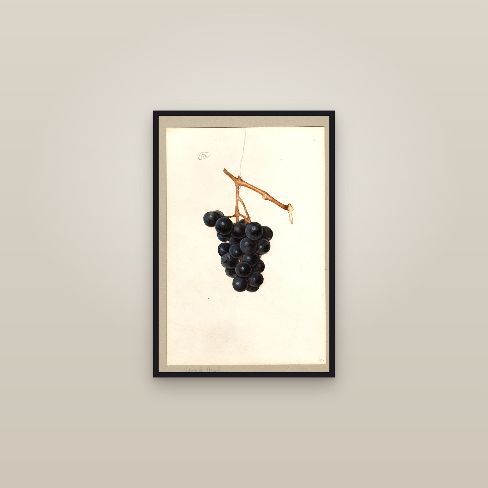 Black Eagle Grape — framed in a gallery setting