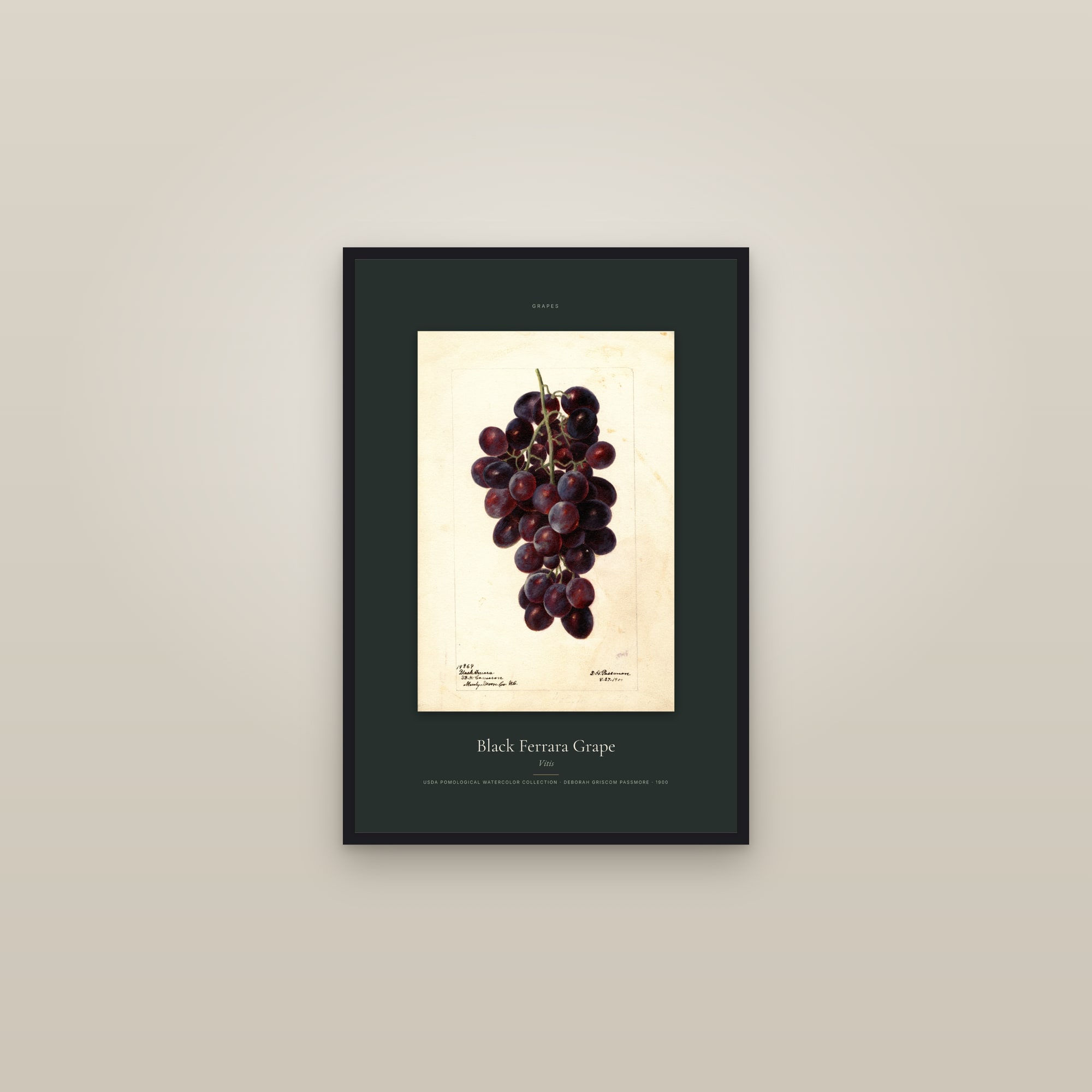 Black Ferrara Grape — Specimen — framed in a gallery setting