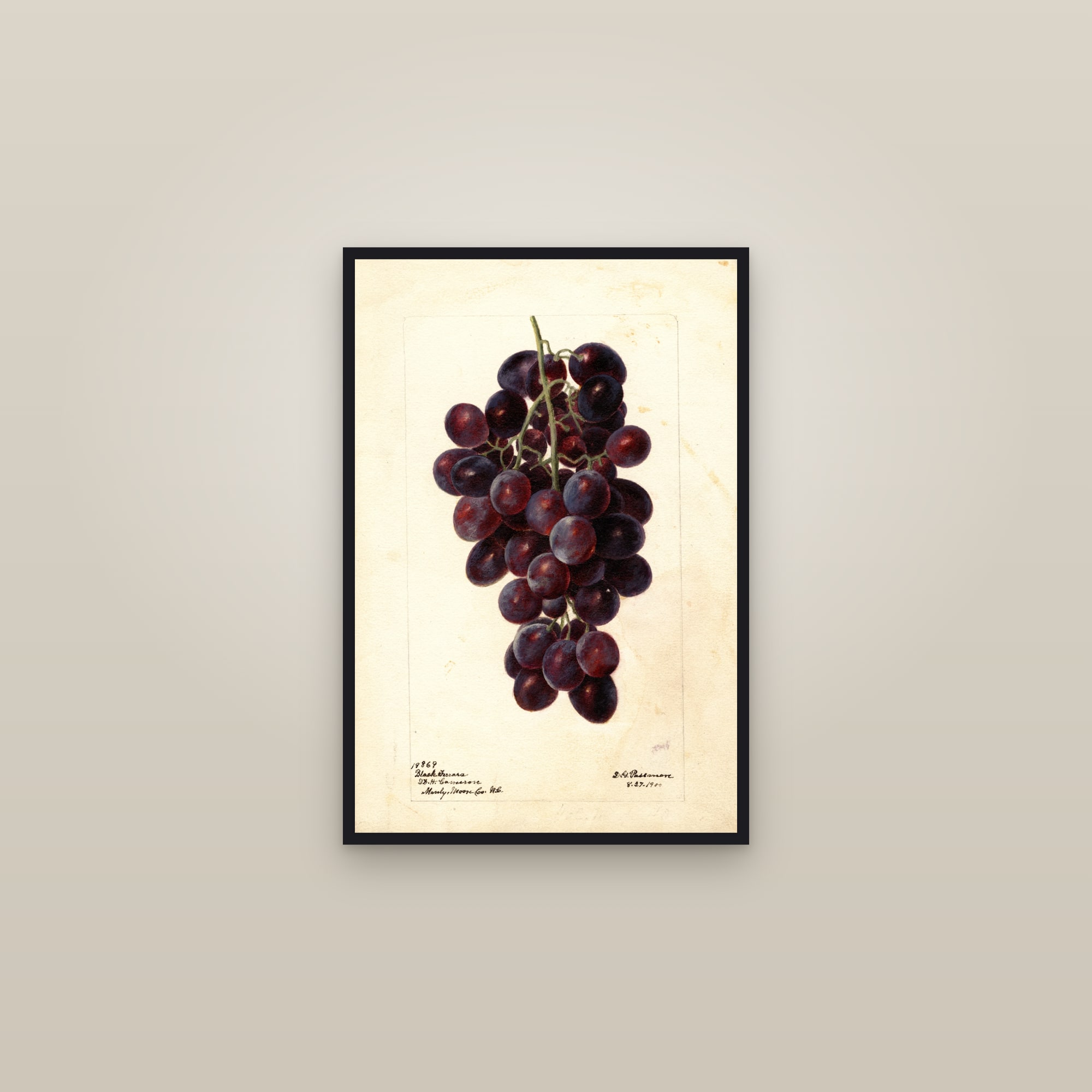 Black Ferrara Grape — framed in a gallery setting