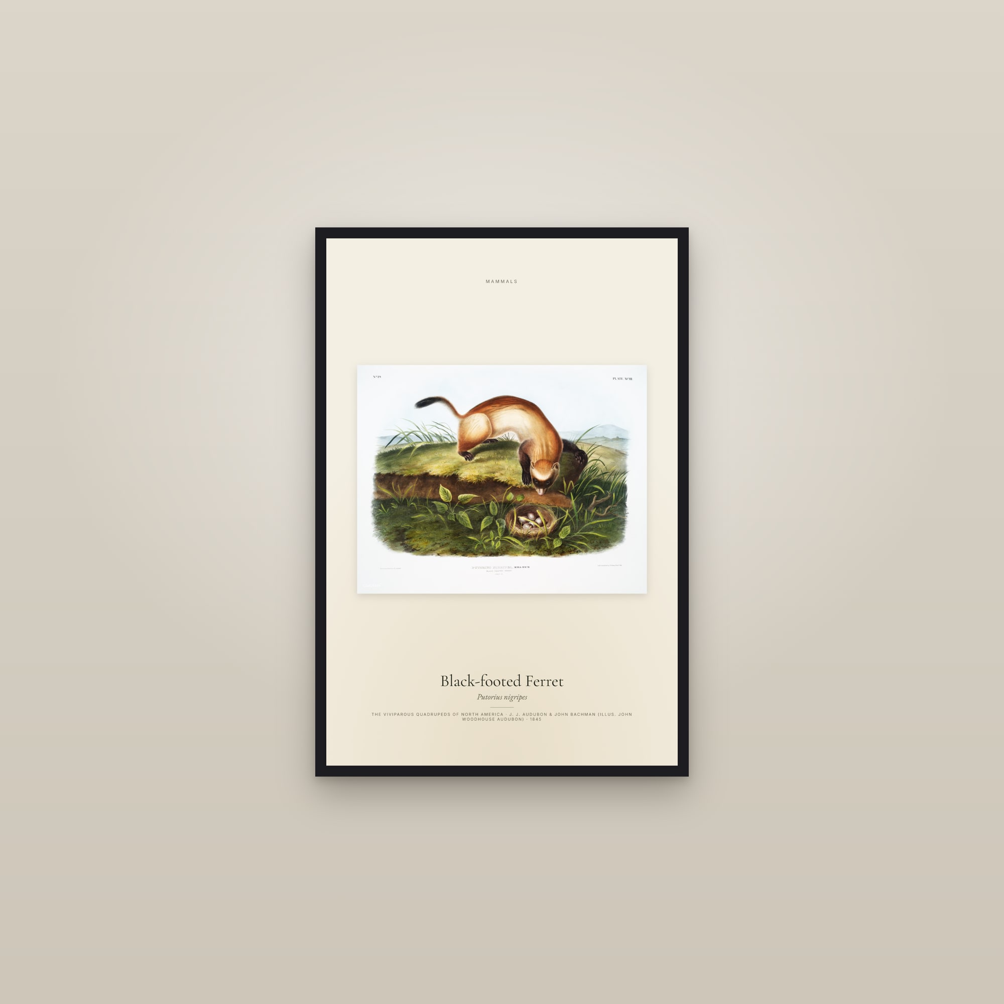 Black-footed Ferret — framed in a gallery setting