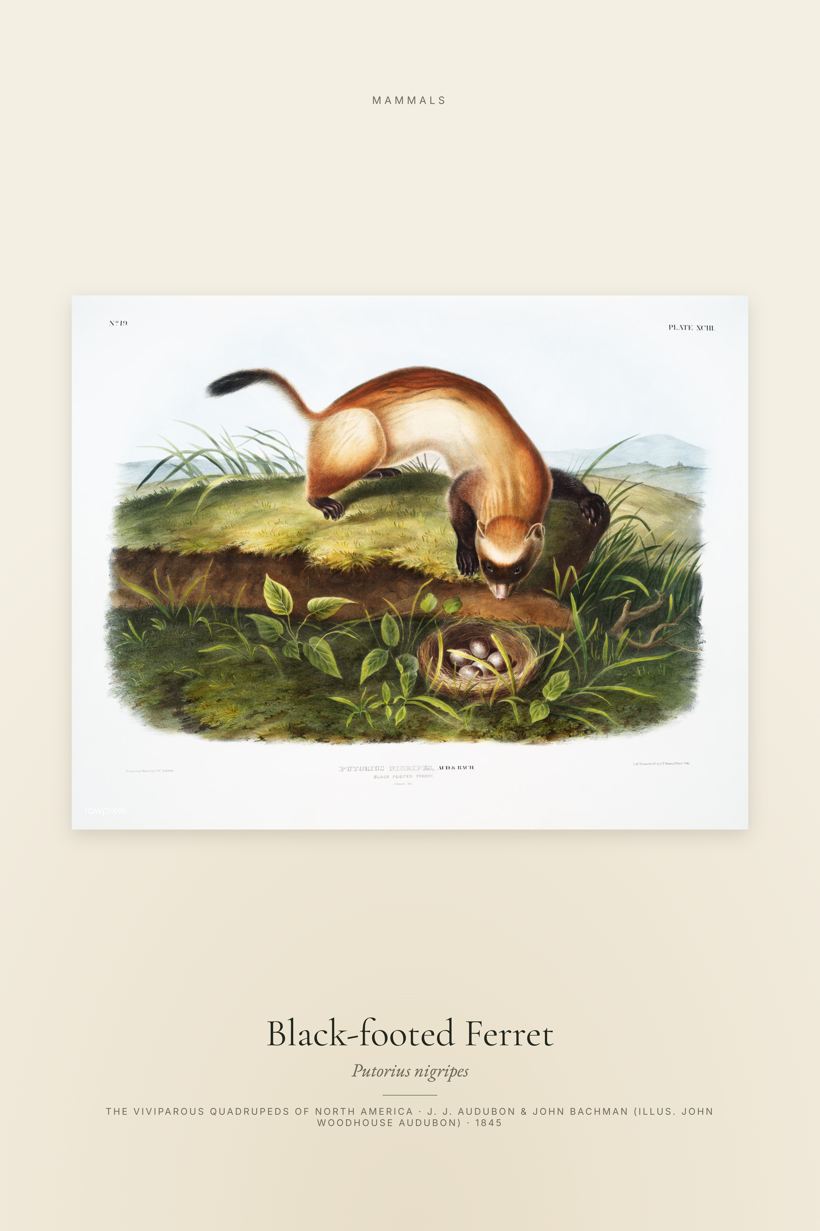Black-footed Ferret