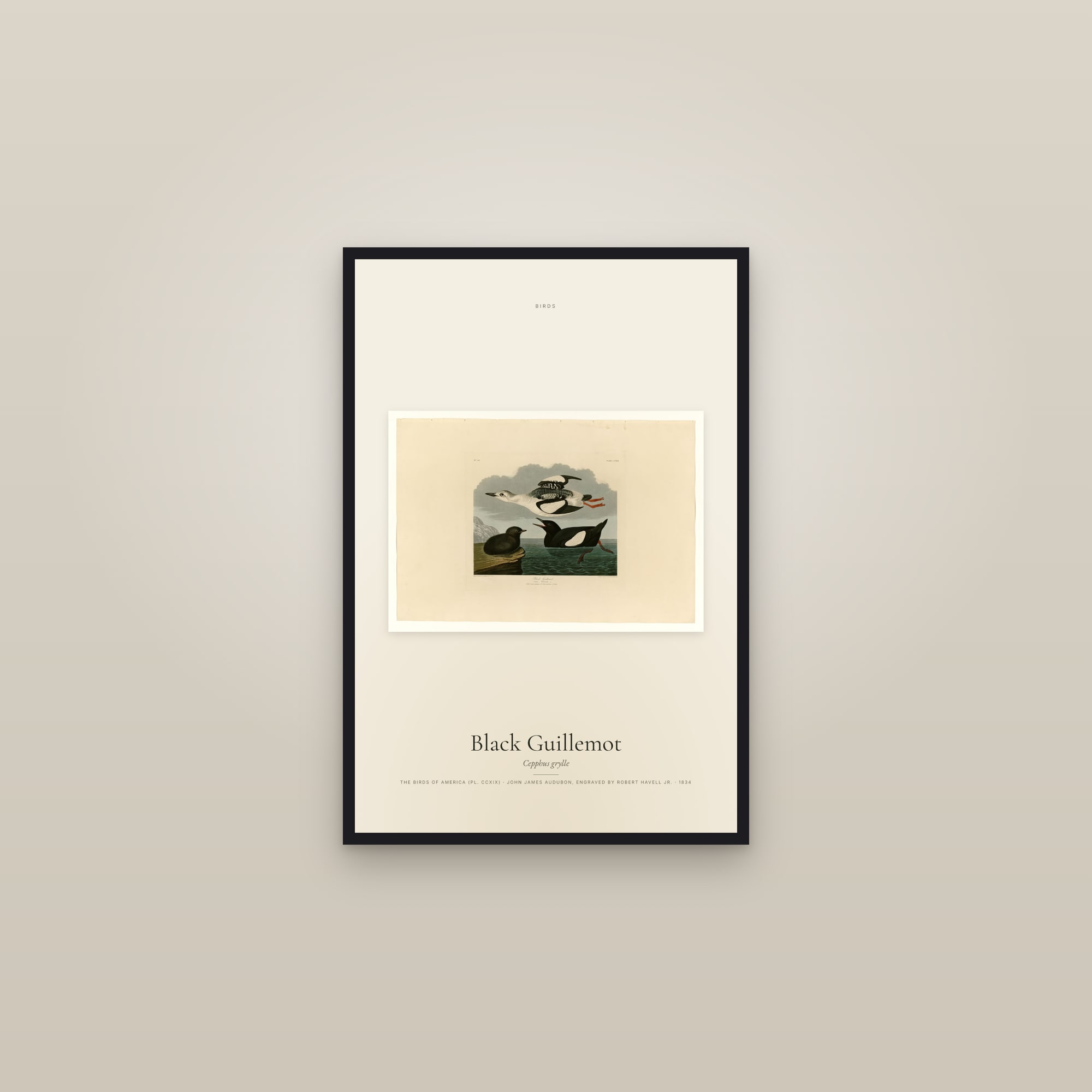 Black Guillemot — framed in a gallery setting