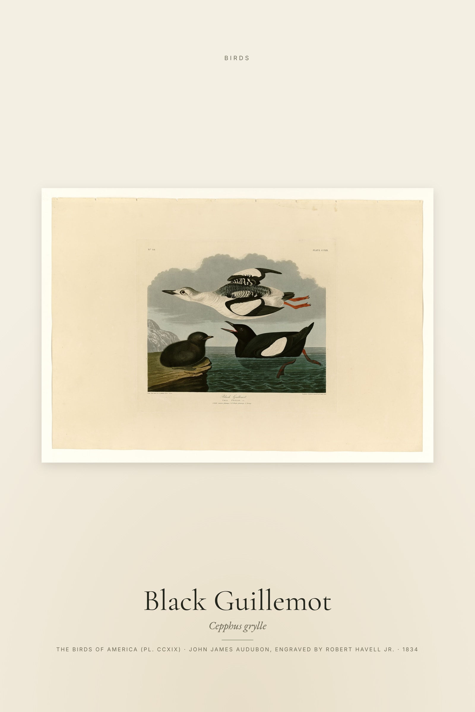 Black Guillemot