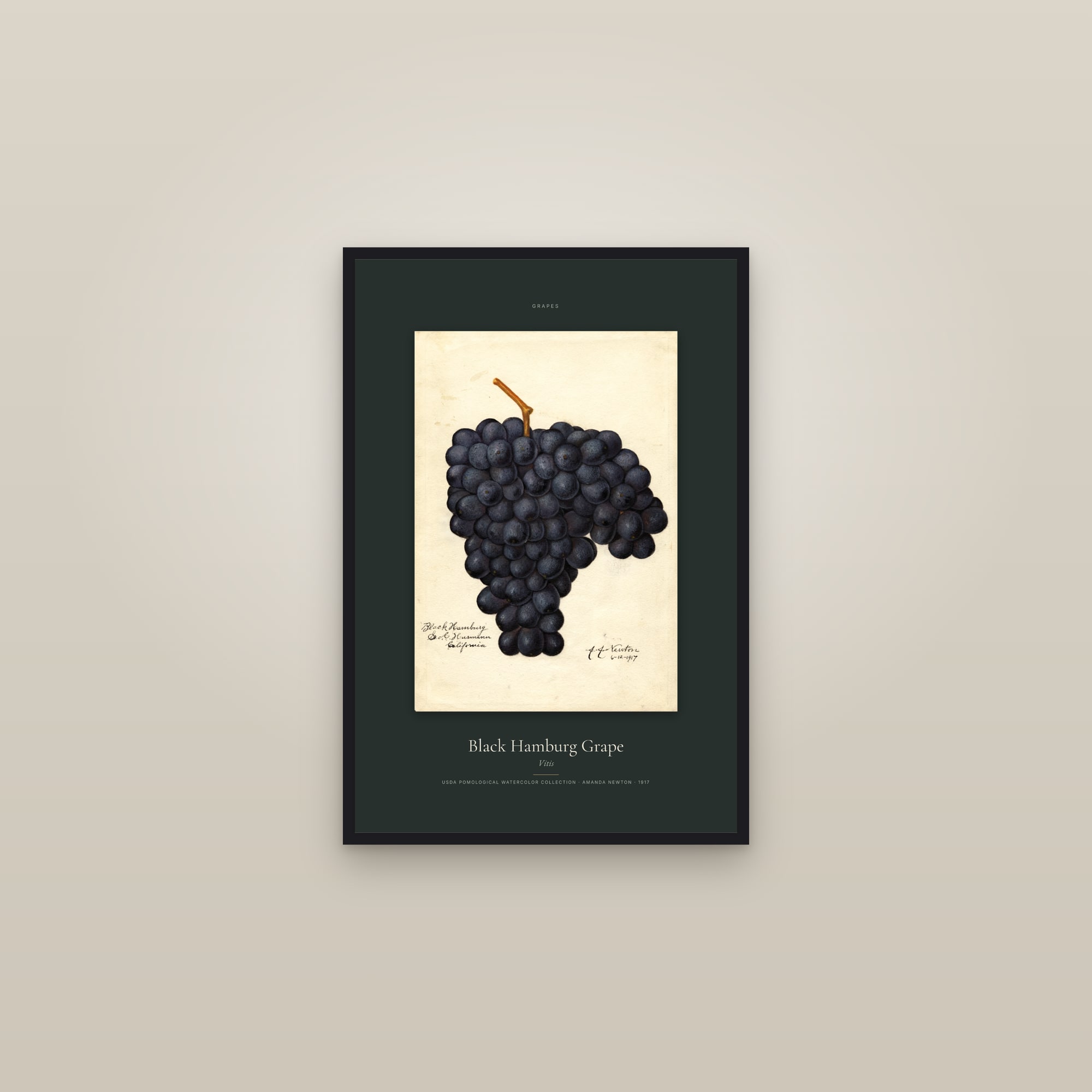 Black Hamburg Grape — Specimen — framed in a gallery setting