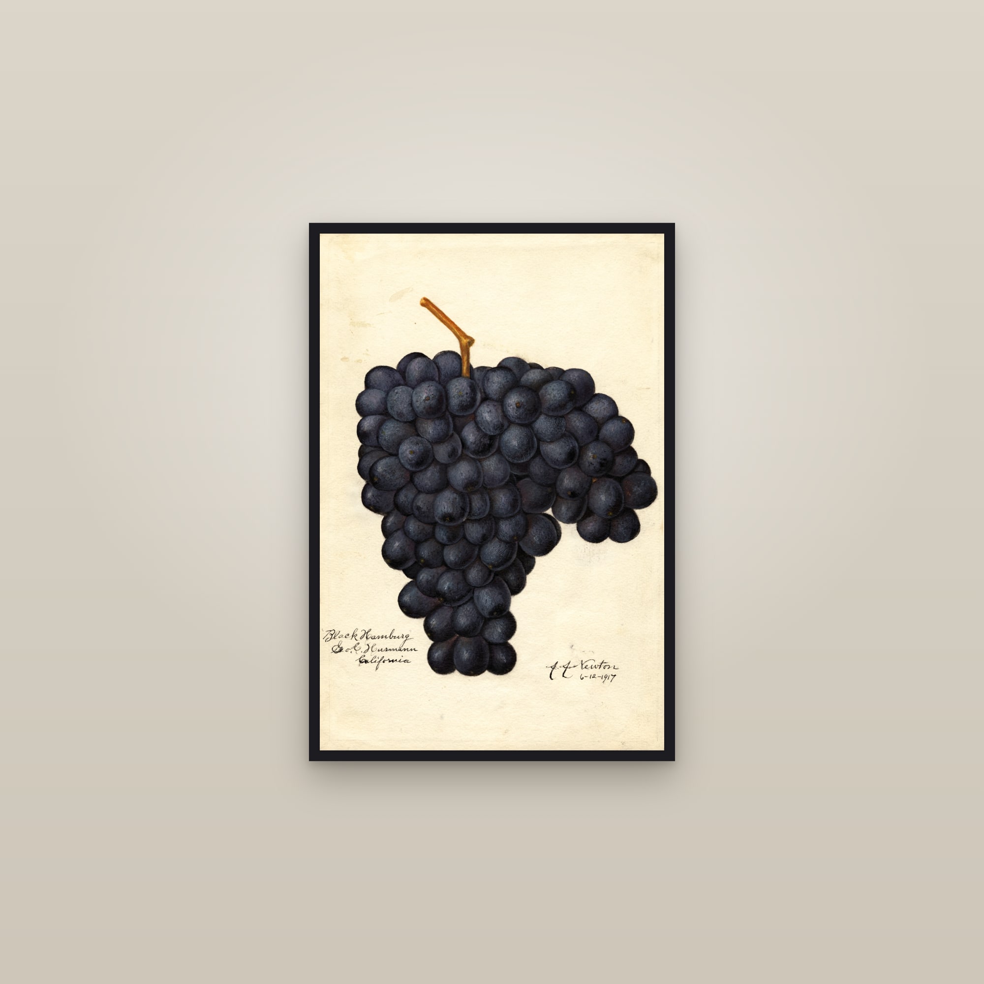 Black Hamburg Grape — framed in a gallery setting