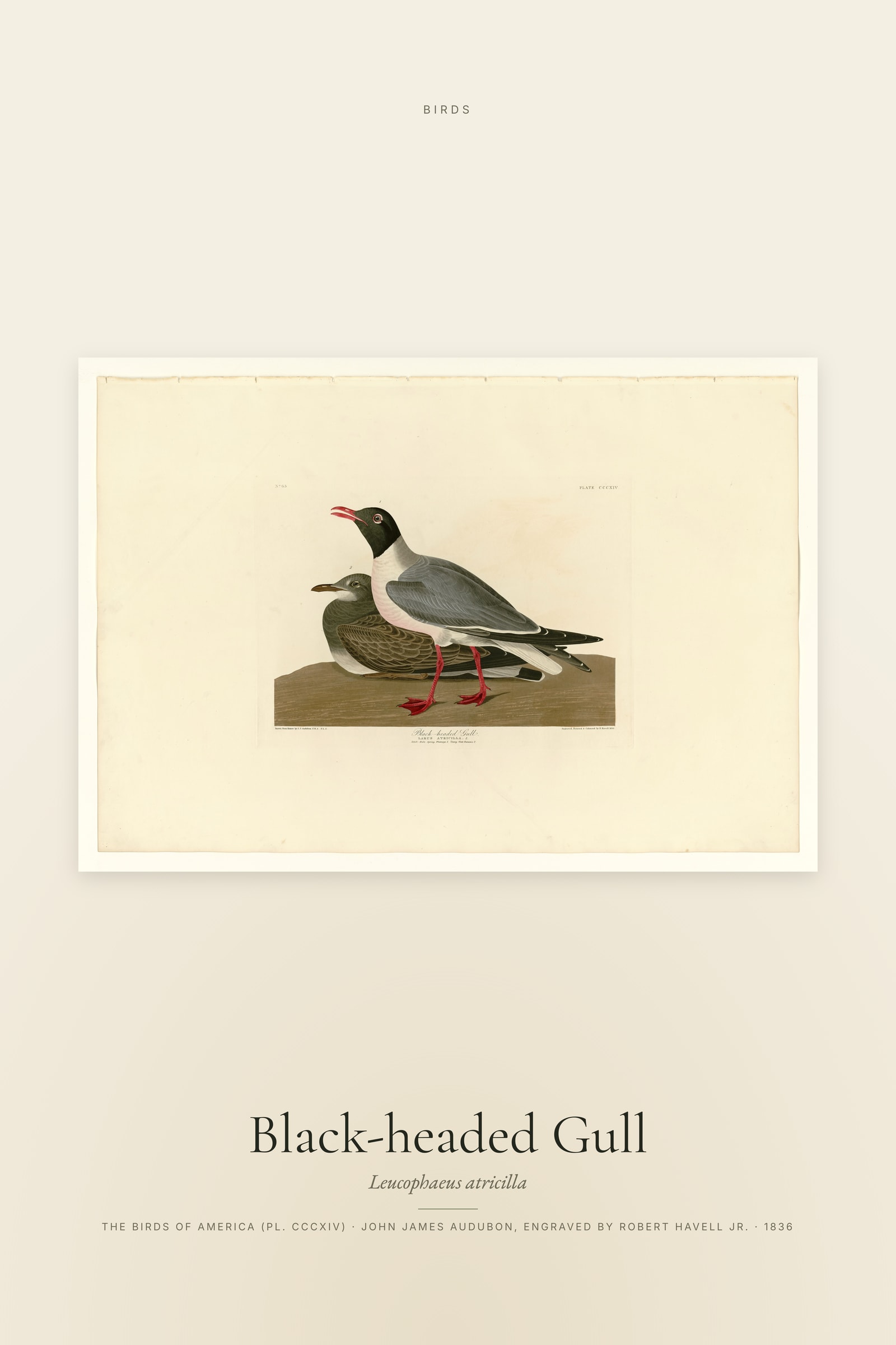 Black-headed Gull