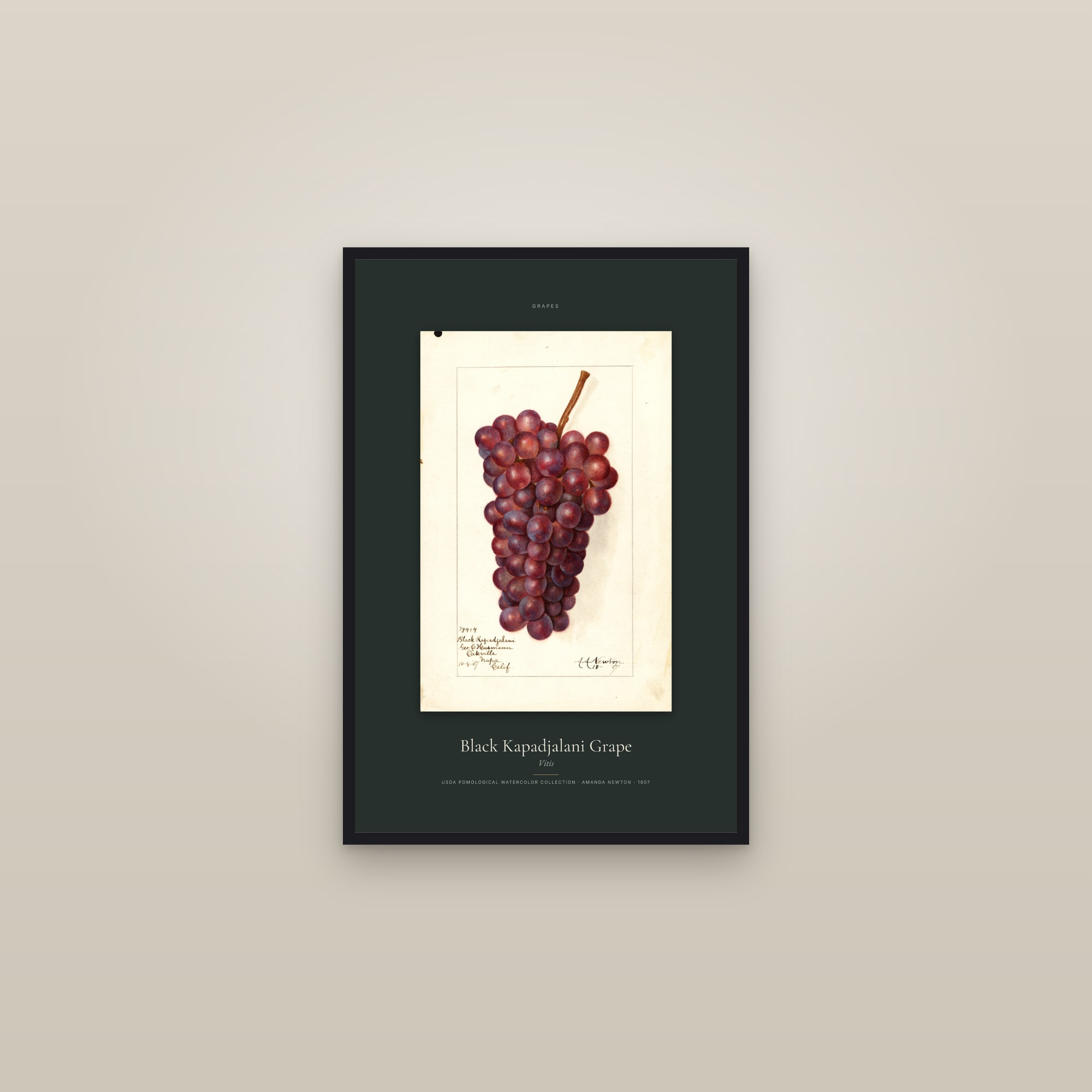 Black Kapadjalani Grape — Specimen — framed in a gallery setting