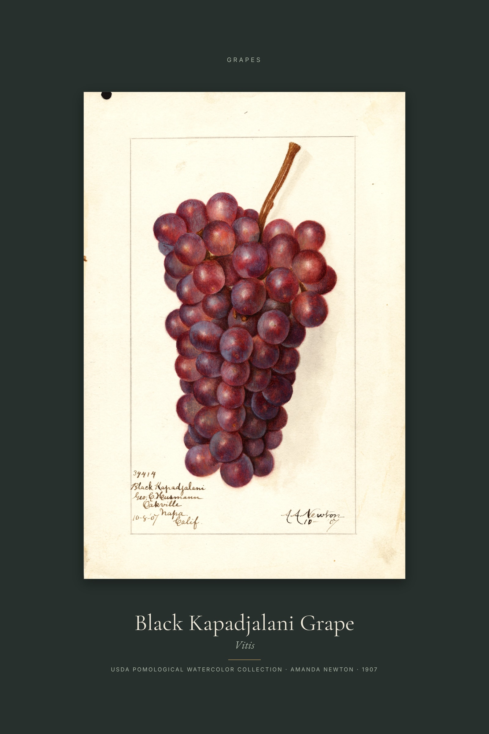 Black Kapadjalani Grape — Specimen