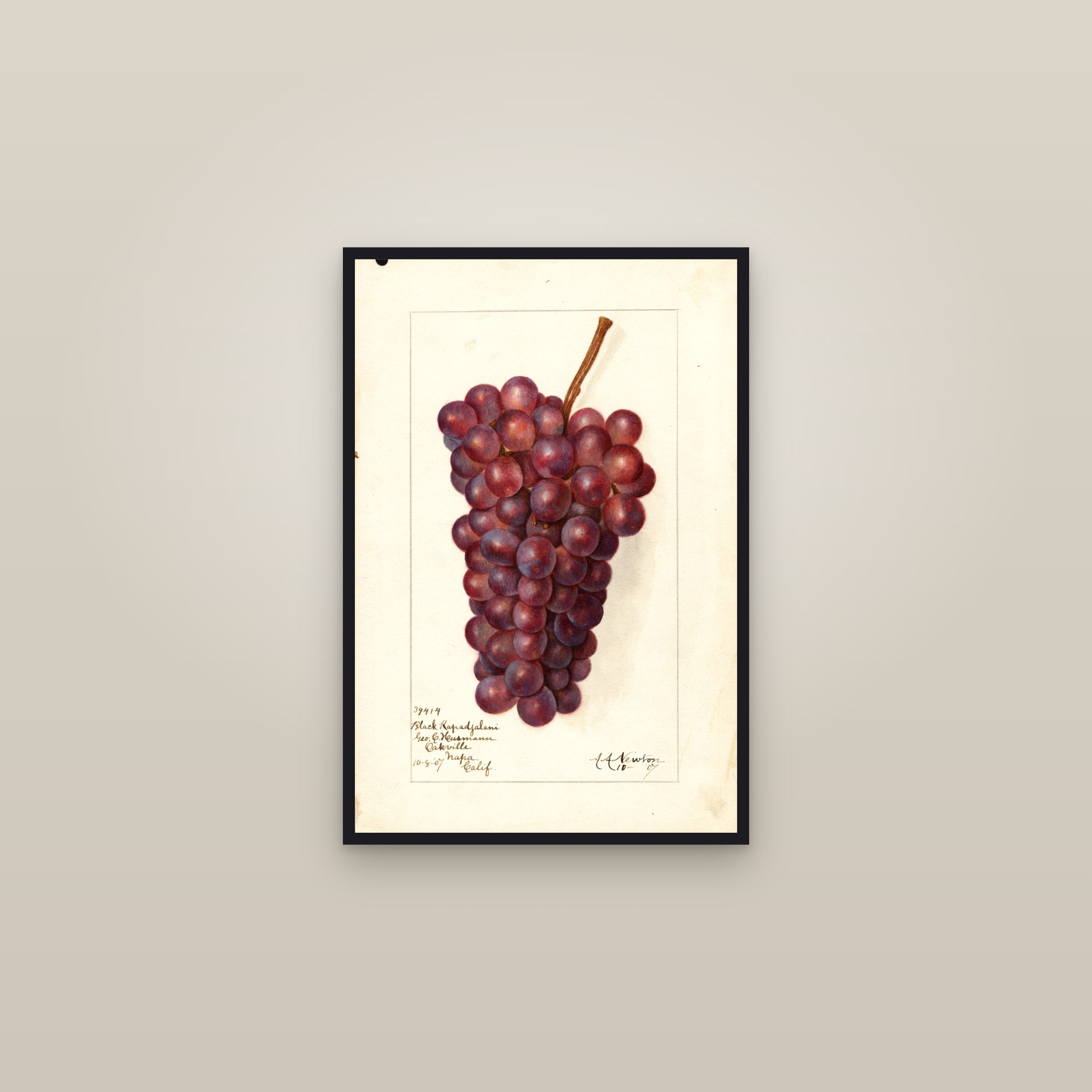 Black Kapadjalani Grape — framed in a gallery setting