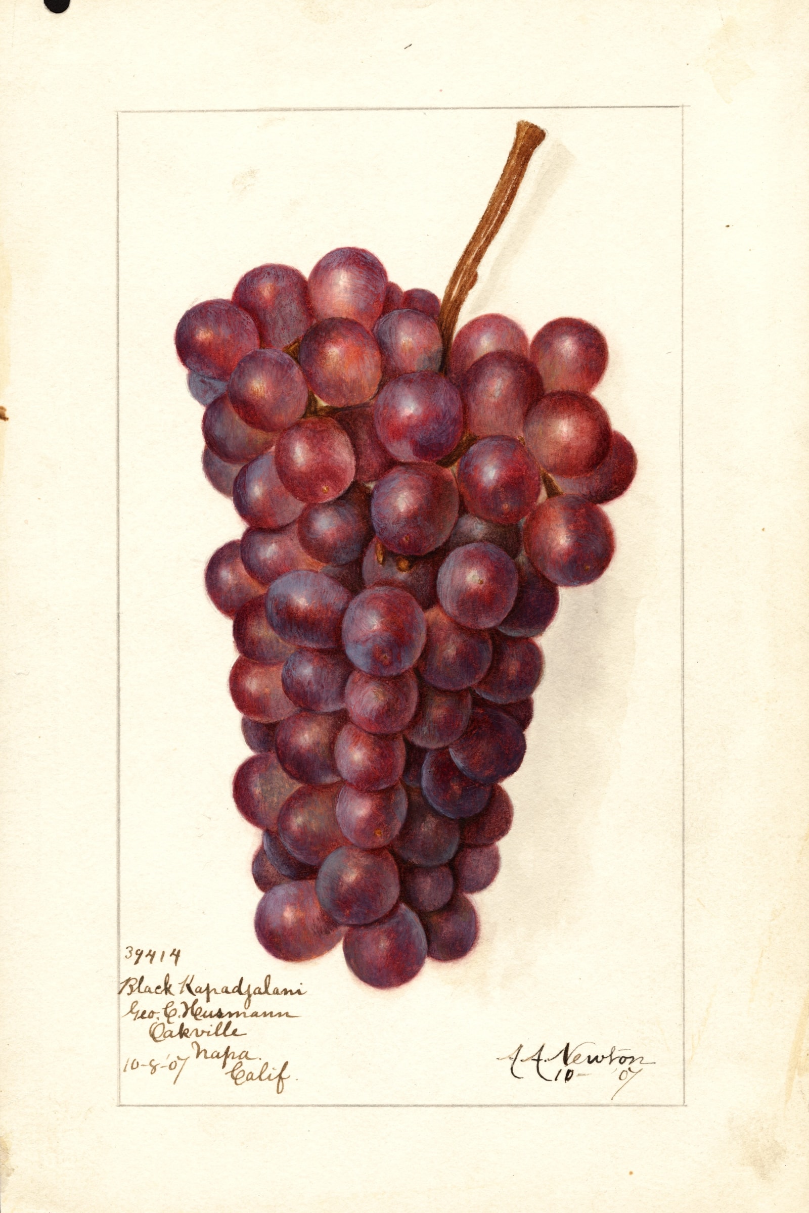 Black Kapadjalani Grape