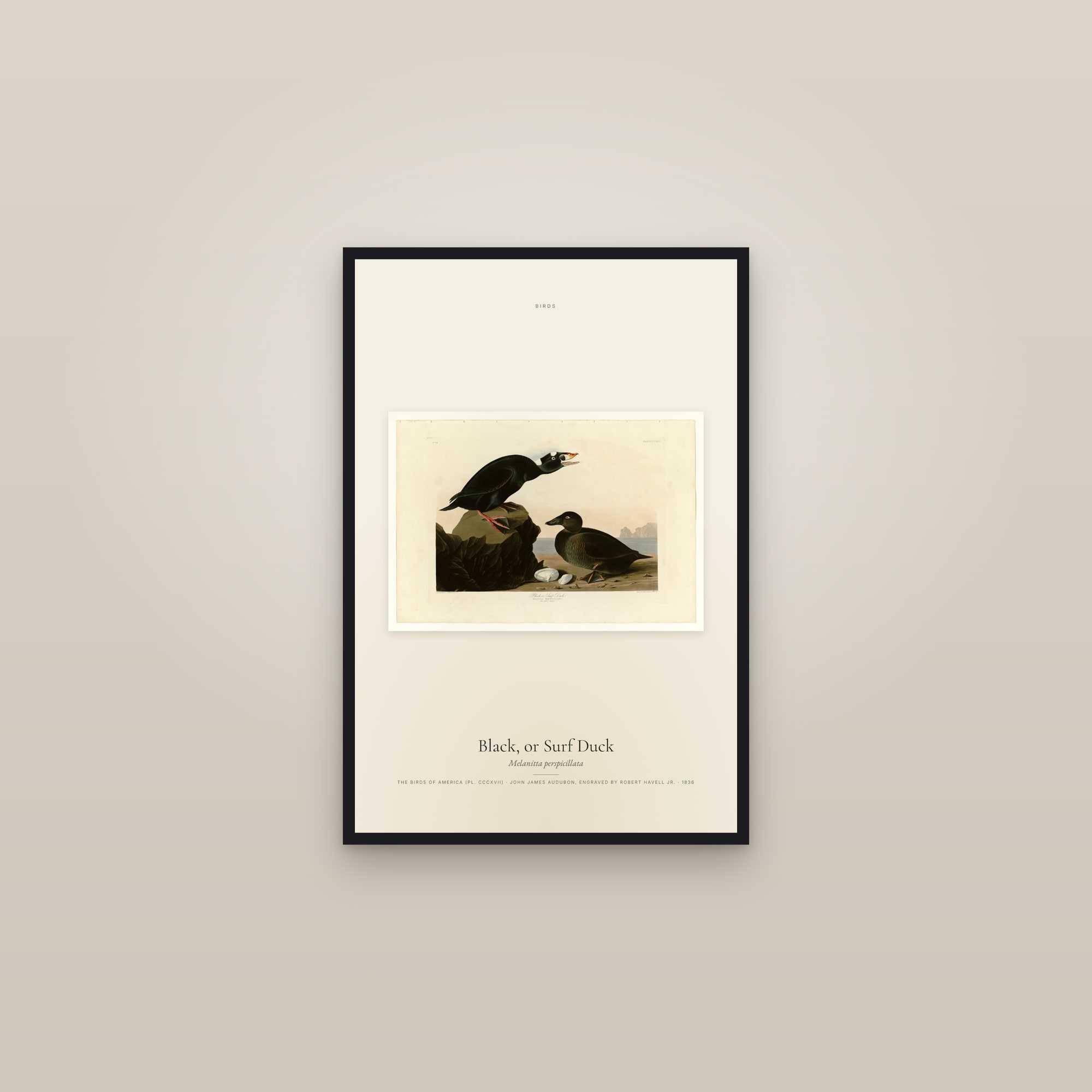 Black, or Surf Duck — framed in a gallery setting
