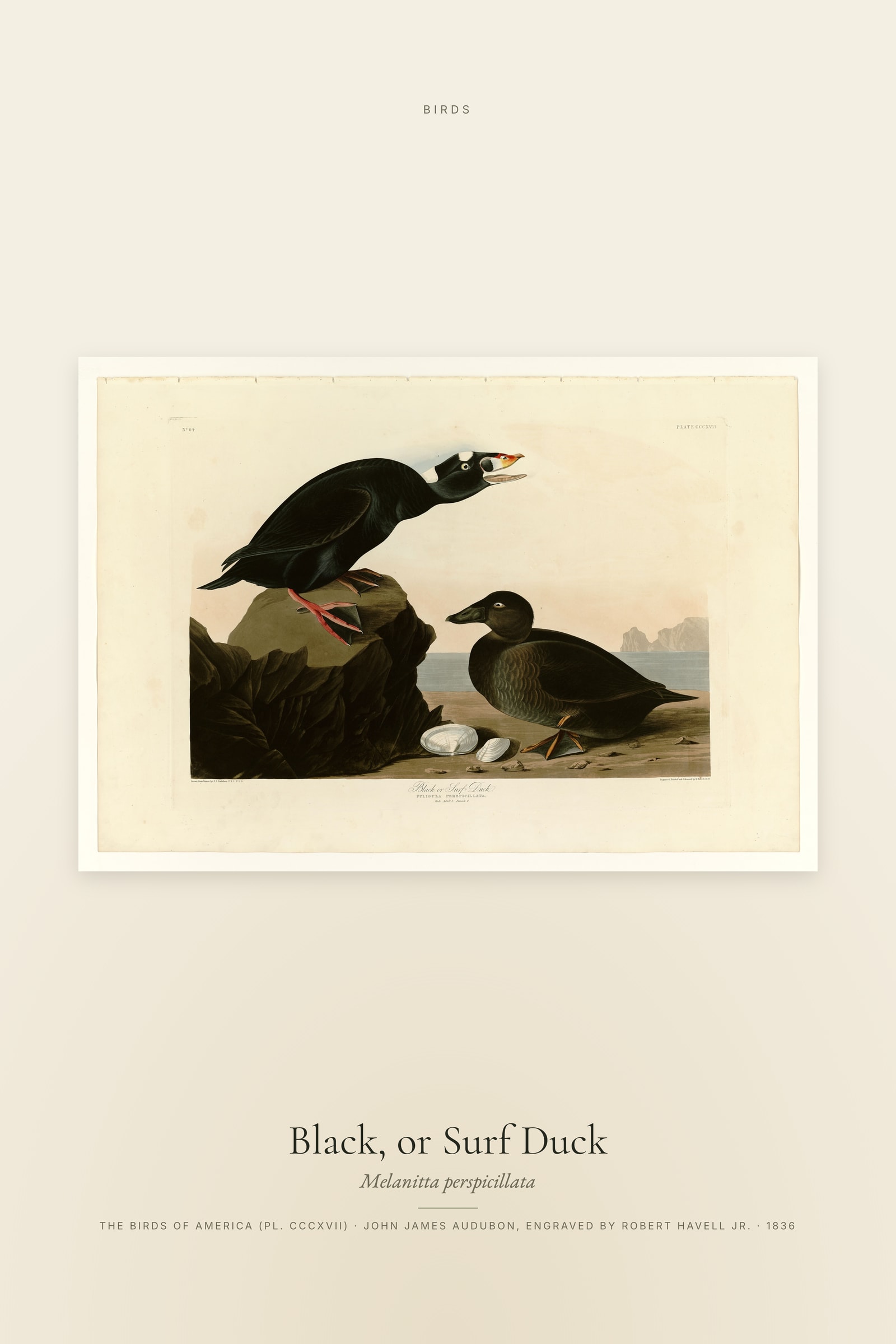 Black, or Surf Duck