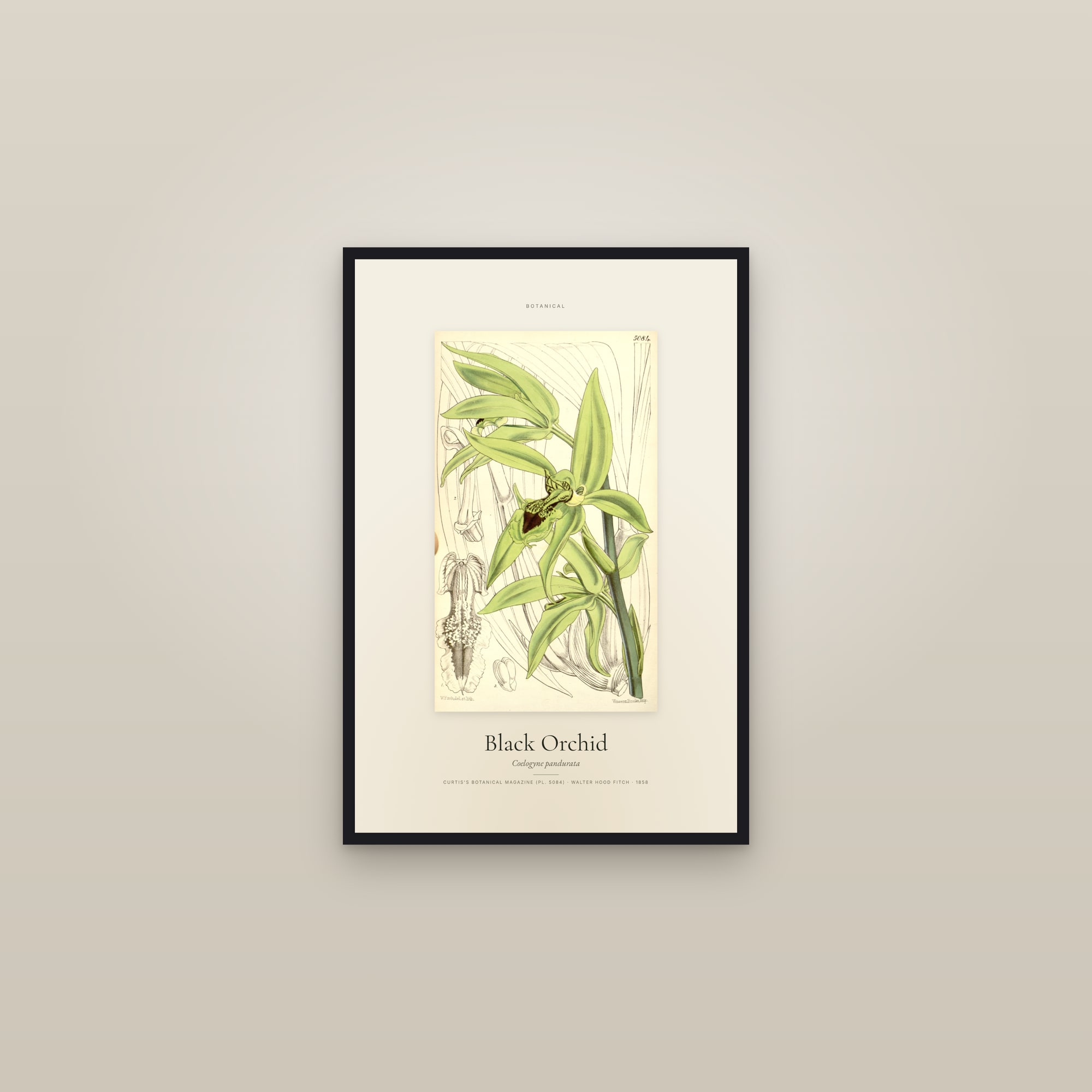 Black Orchid — Specimen — framed in a gallery setting