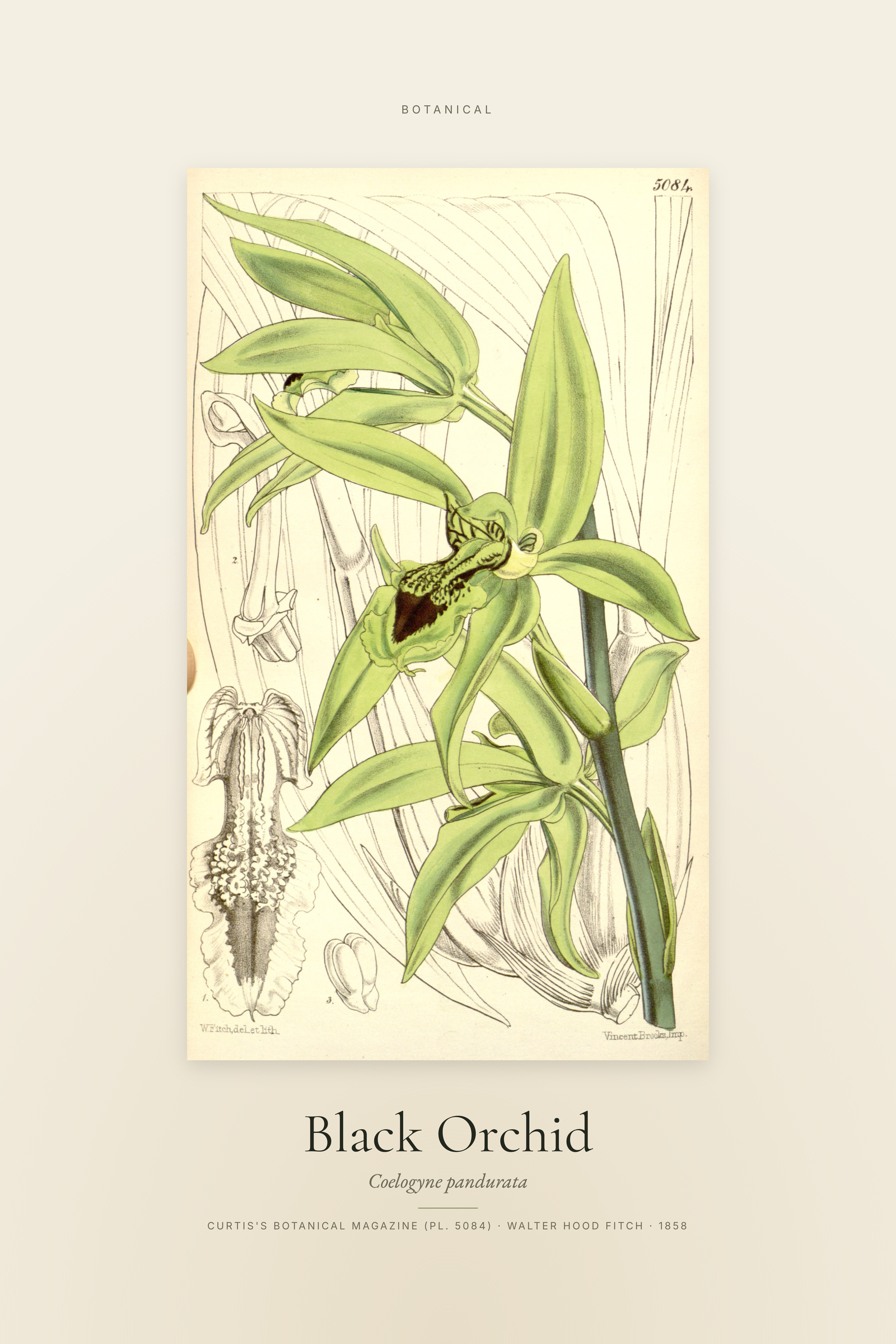 Black Orchid — Specimen