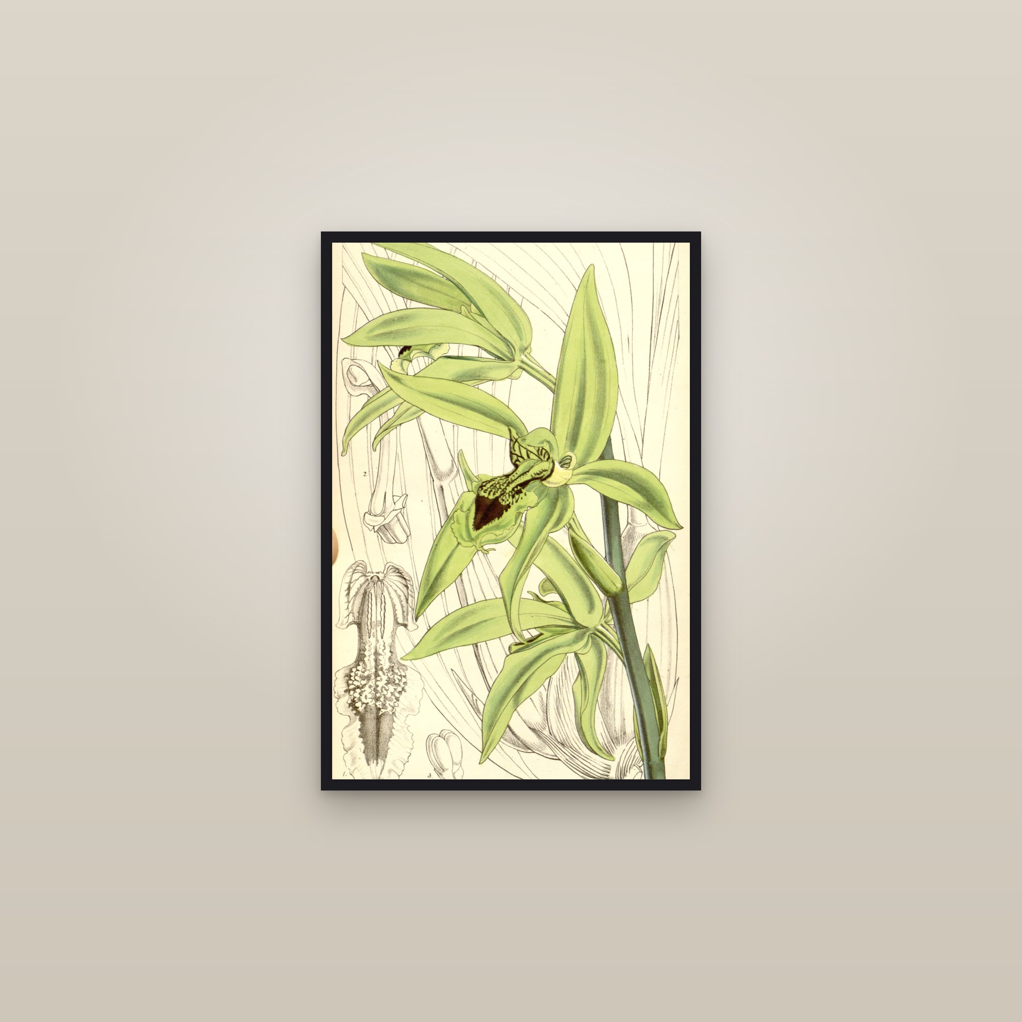 Black Orchid — framed in a gallery setting