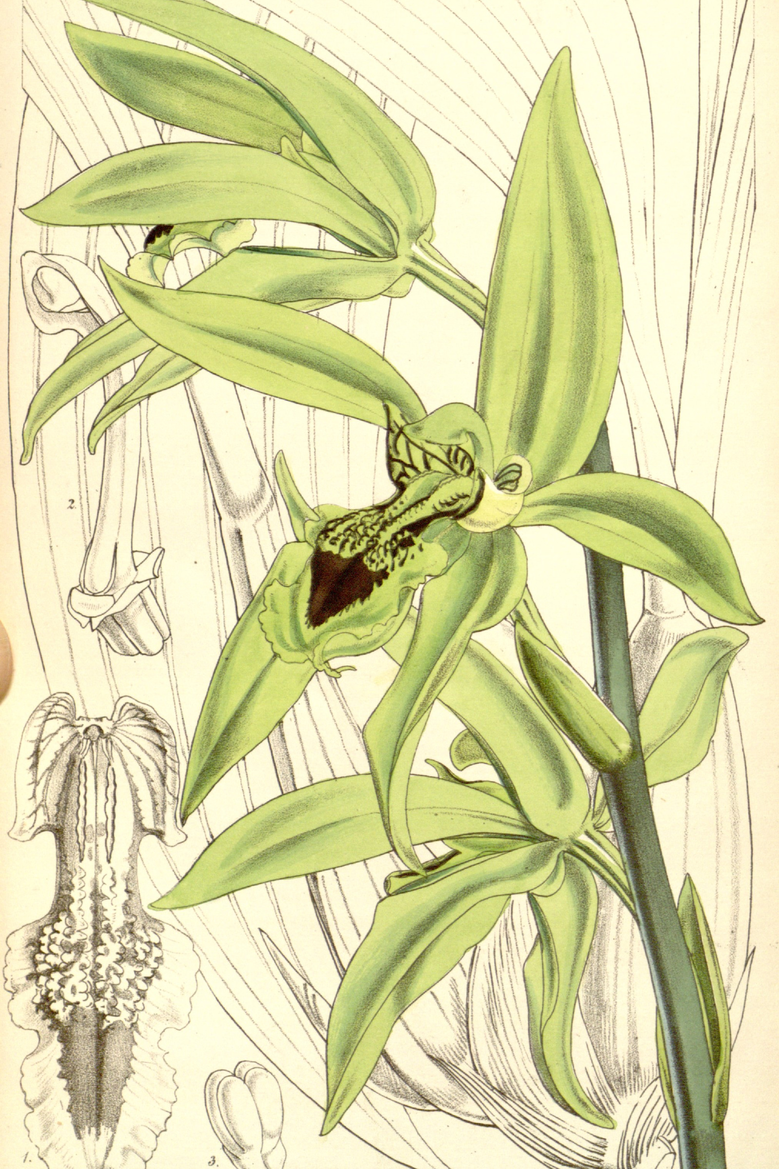 Black Orchid
