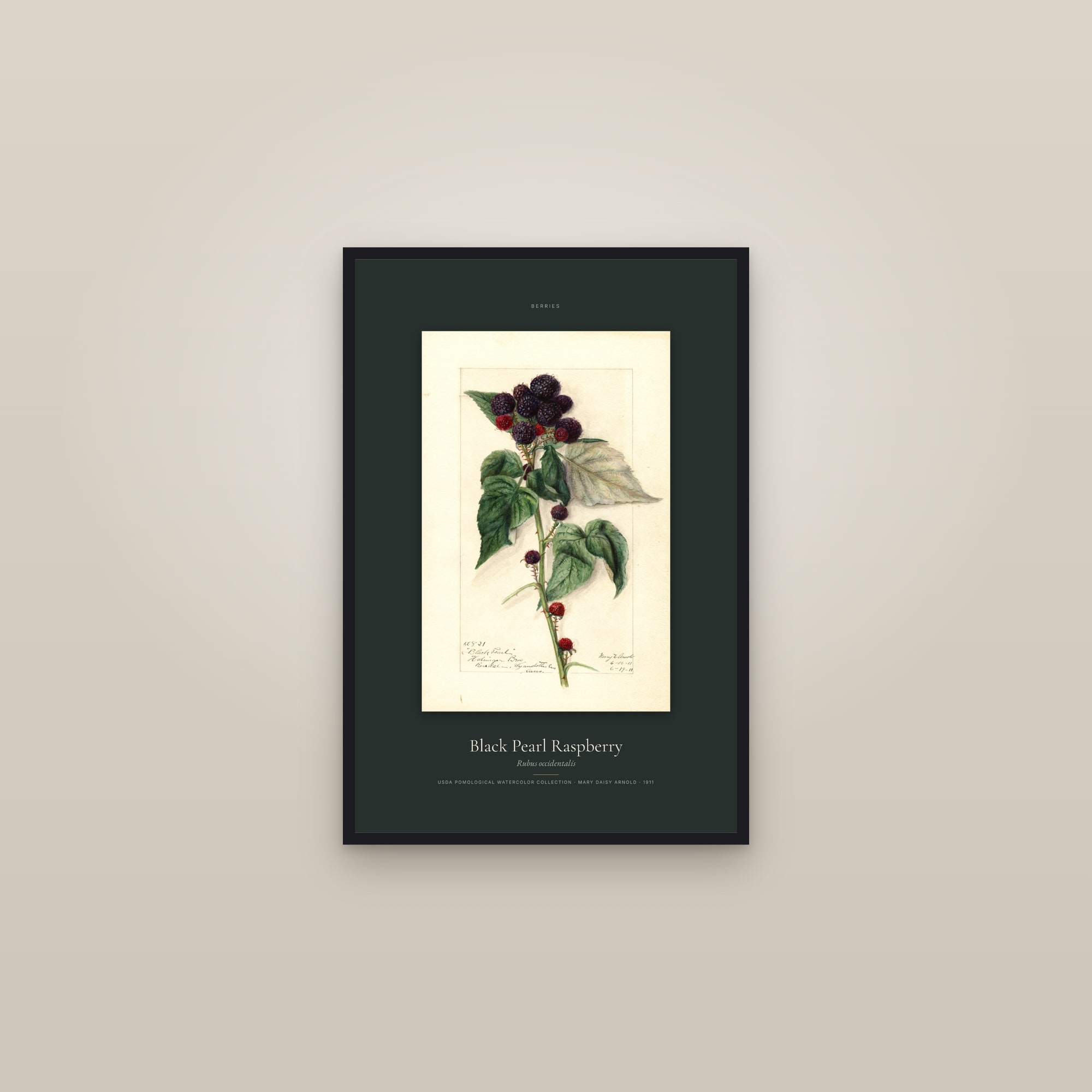 Black Pearl Raspberry — Specimen — framed in a gallery setting
