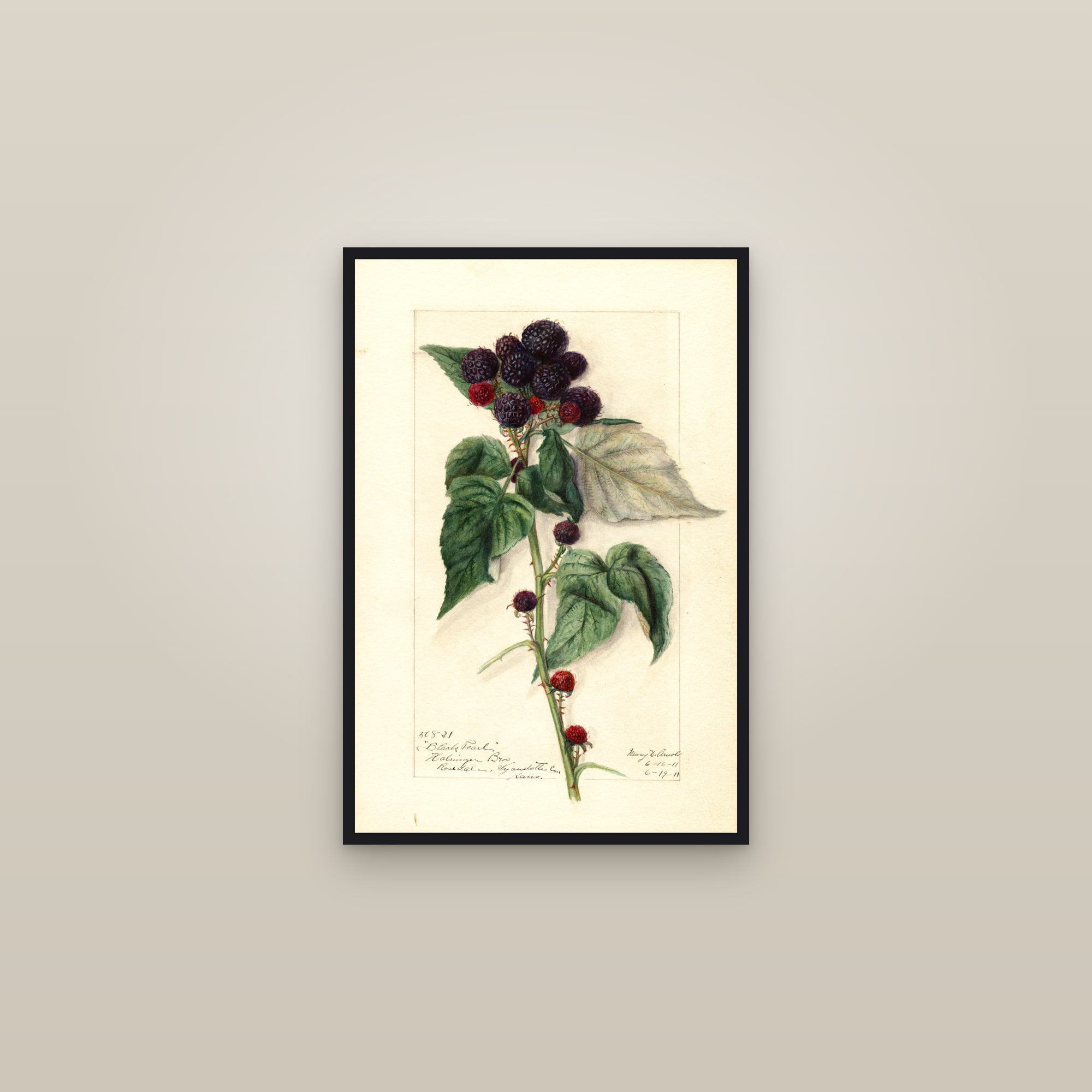 Black Pearl Raspberry — framed in a gallery setting