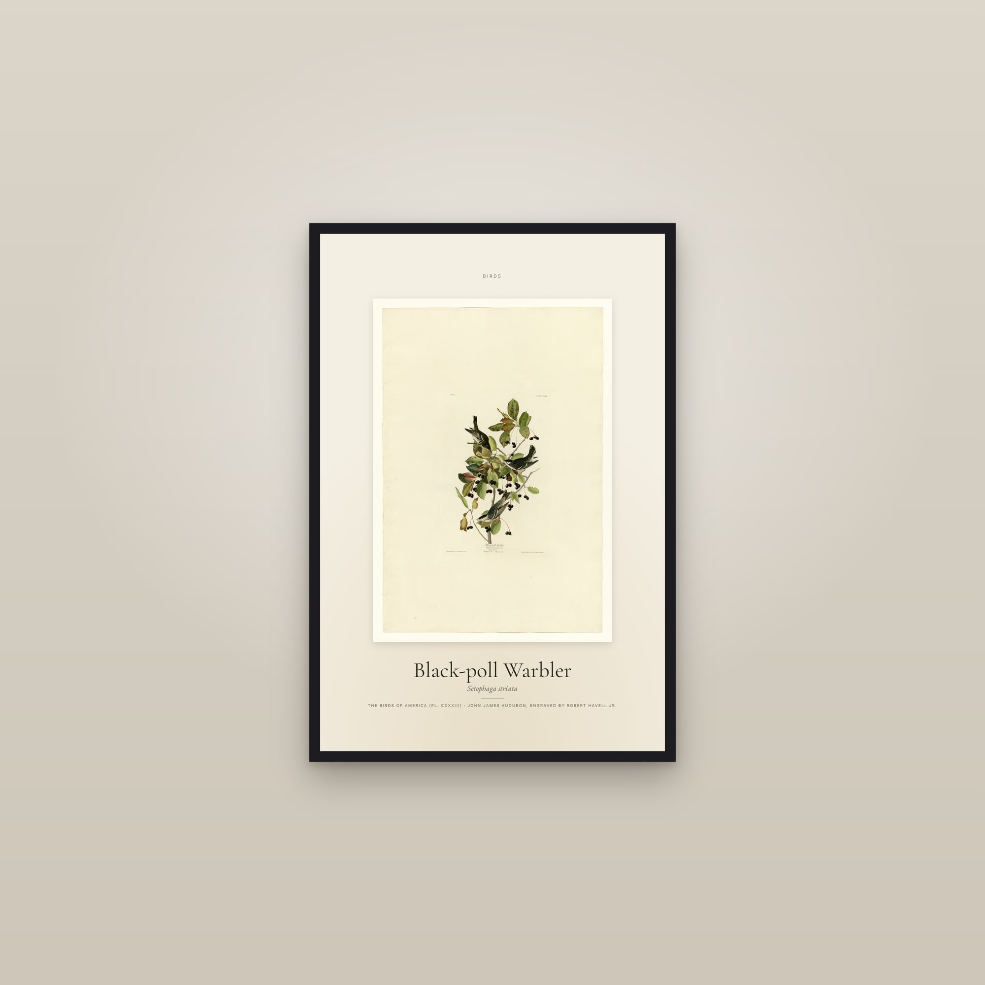 Black-poll Warbler — Specimen — framed in a gallery setting