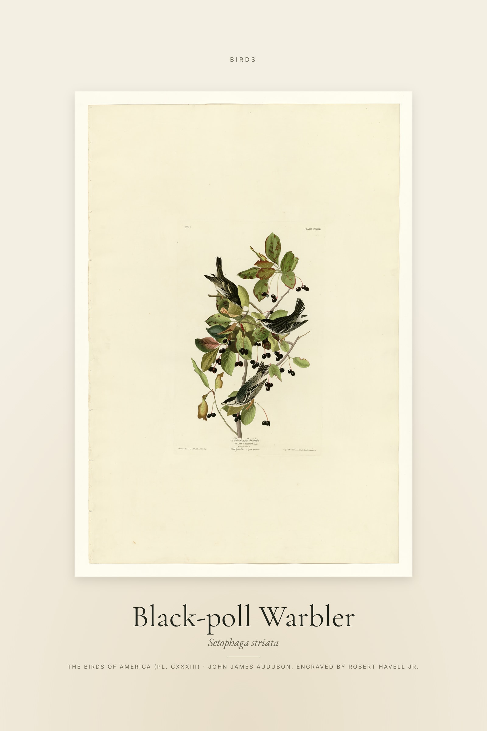 Black-poll Warbler — Specimen