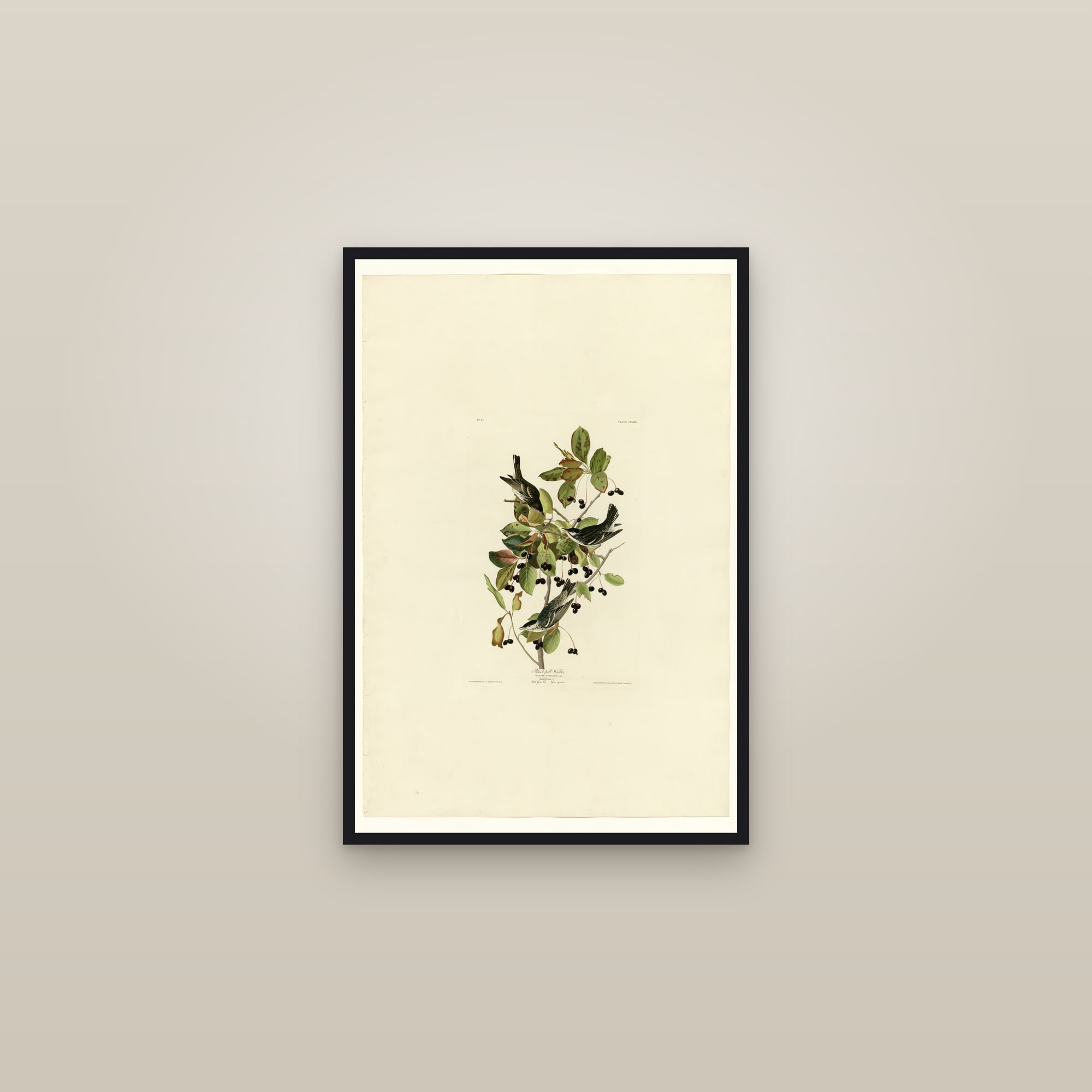 Black-poll Warbler — framed in a gallery setting