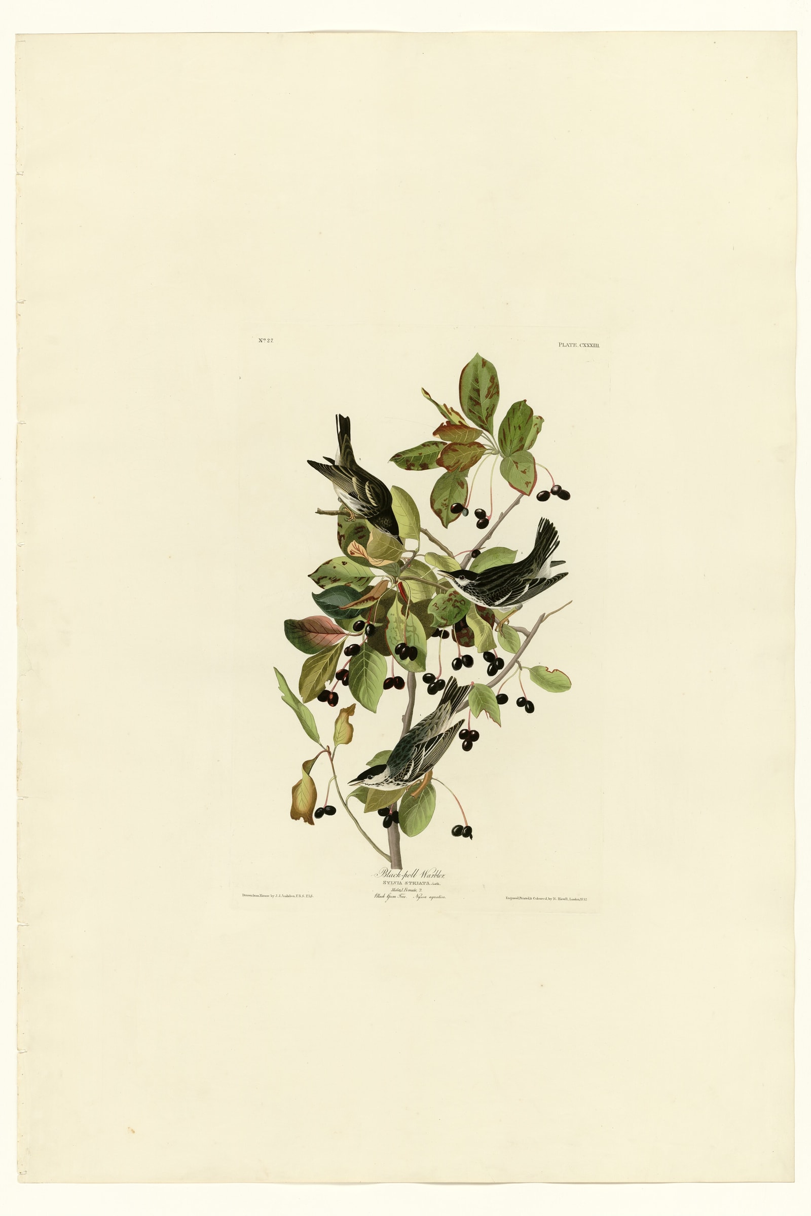 Black-poll Warbler