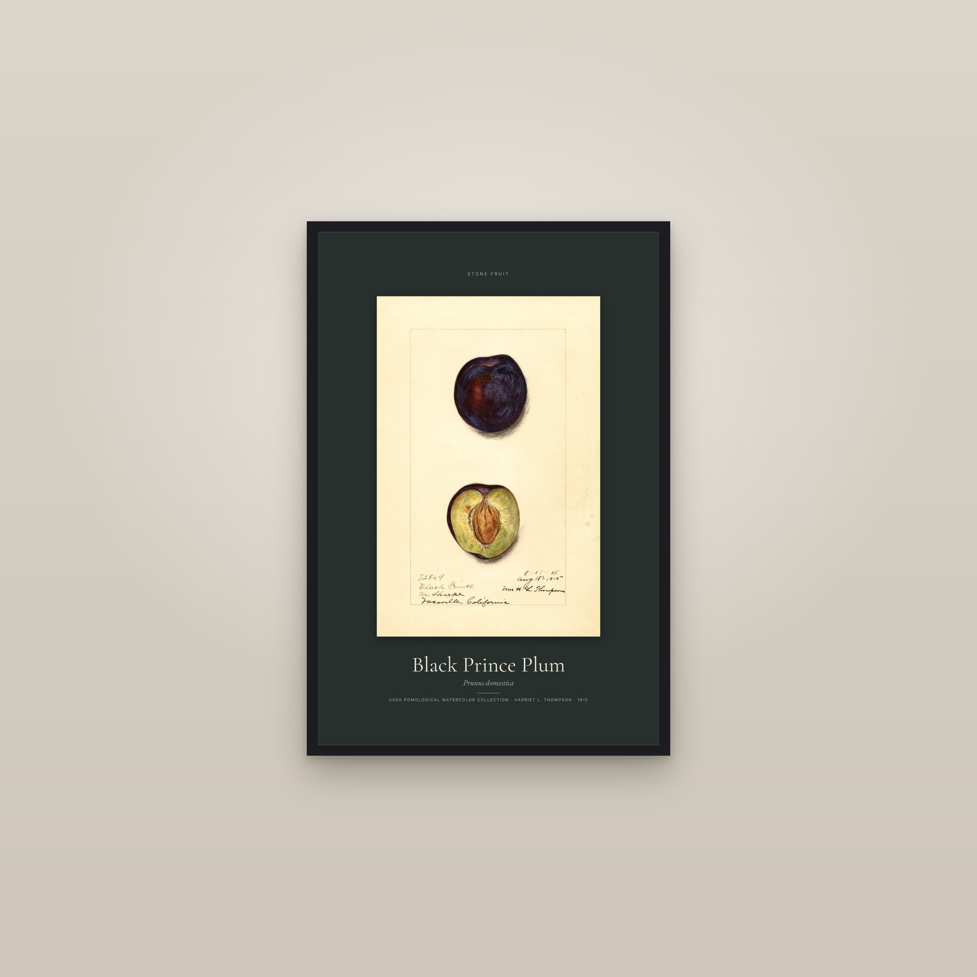 Black Prince Plum — Specimen — framed in a gallery setting