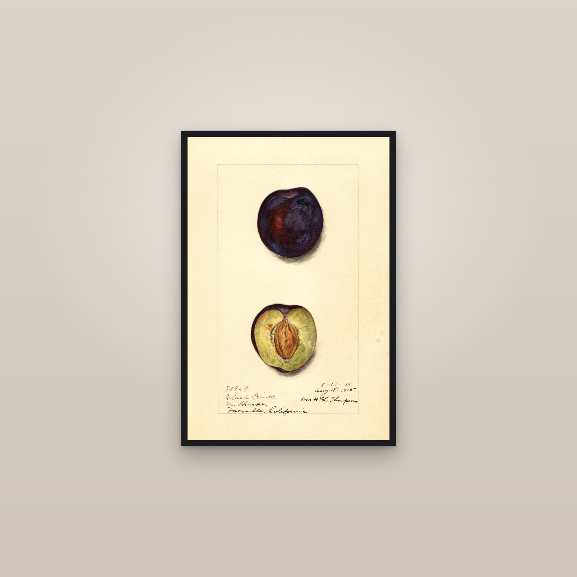 Black Prince Plum — framed in a gallery setting