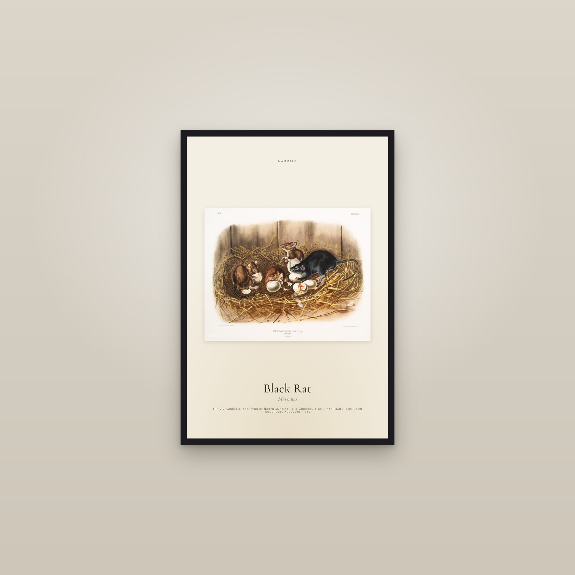 Black Rat — framed in a gallery setting