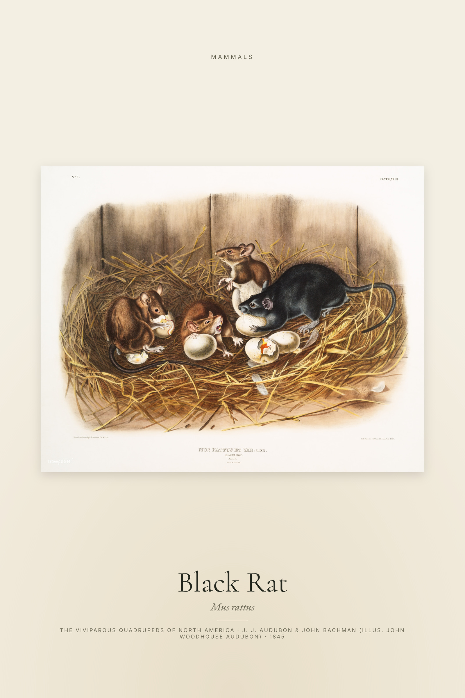 Black Rat