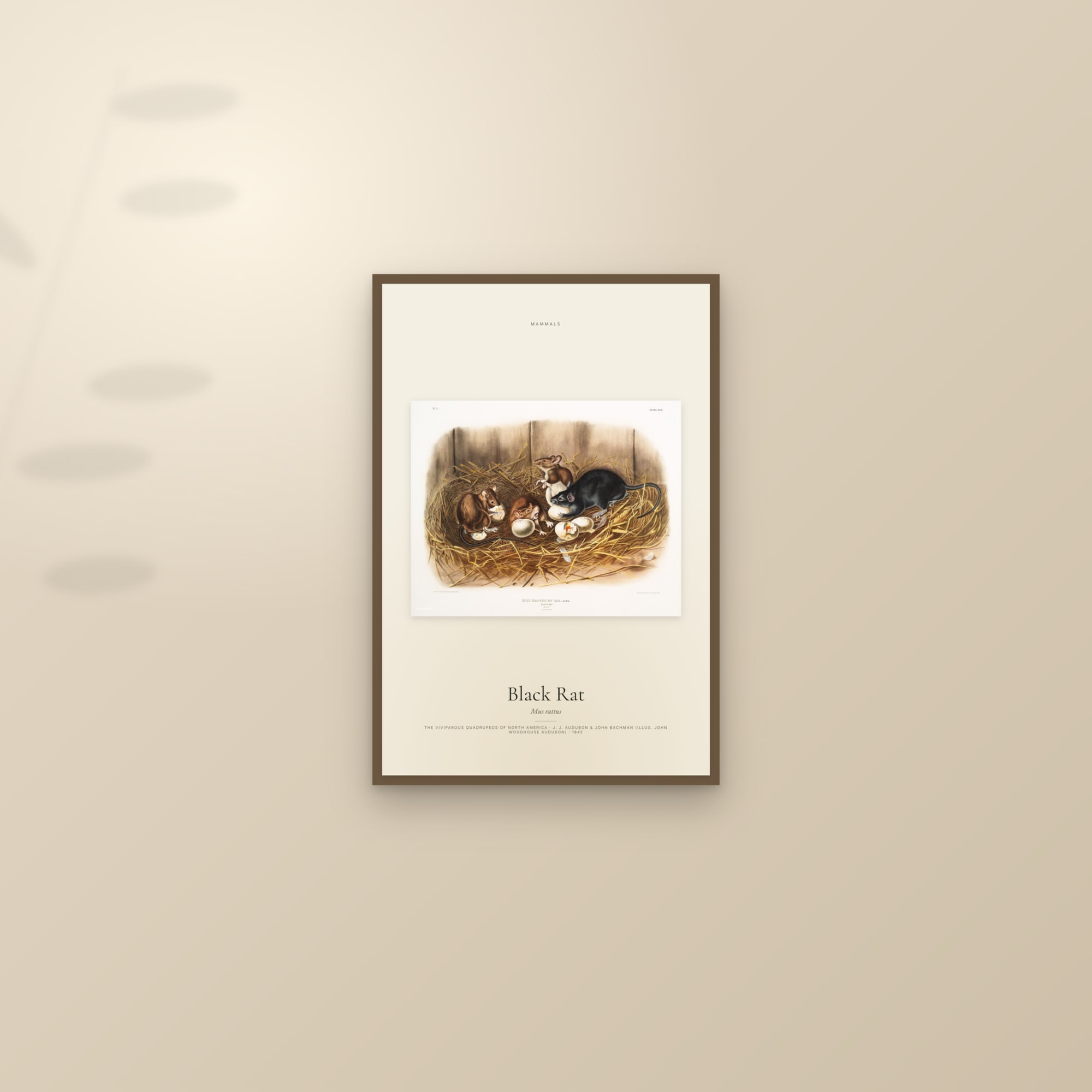 Black Rat — framed and styled on a sunlit wall