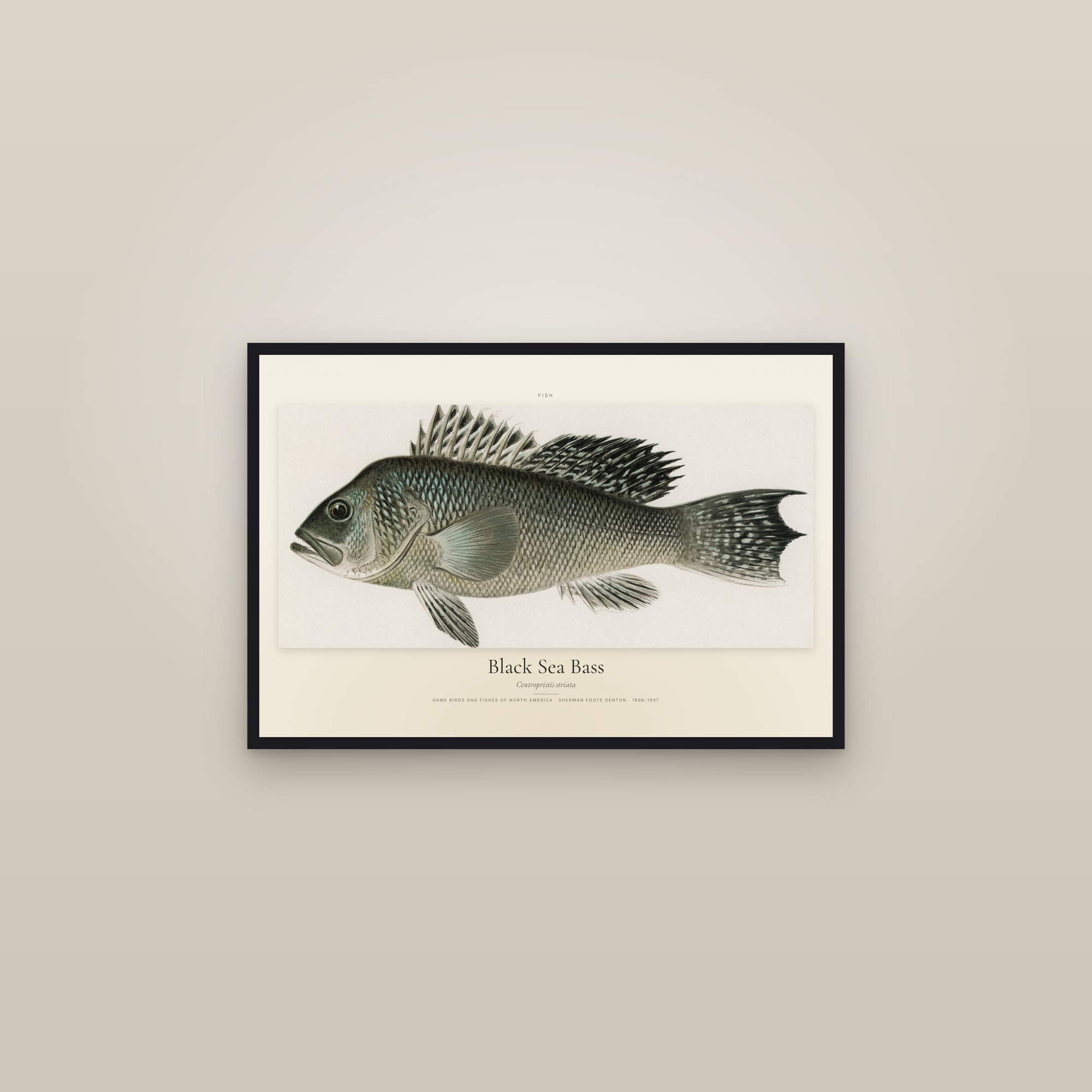 Black Sea Bass — framed in a gallery setting