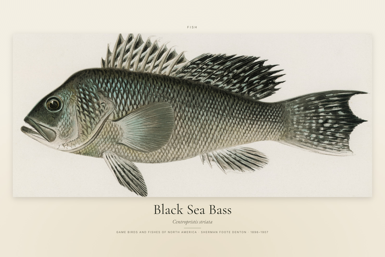Black Sea Bass