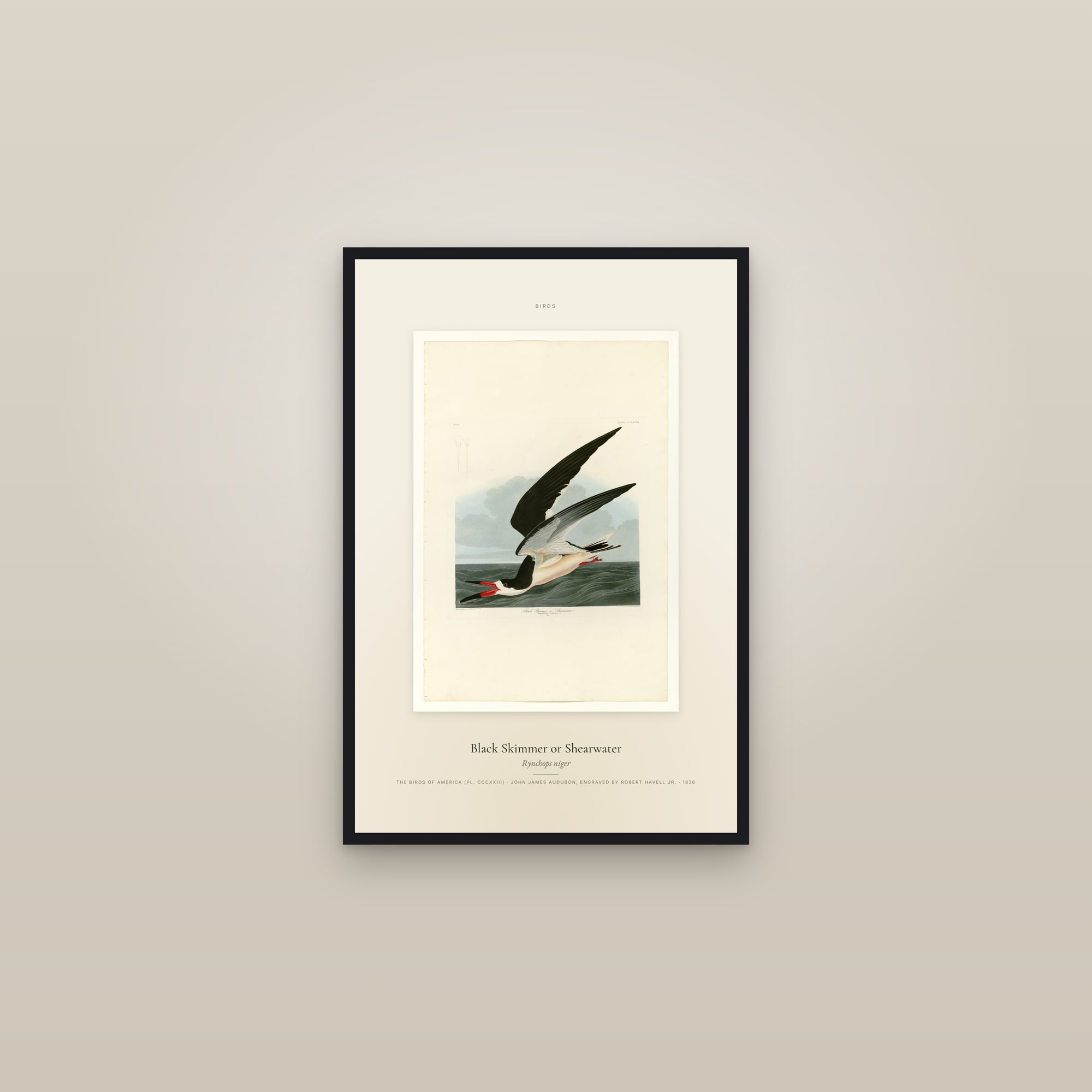 Black Skimmer or Shearwater — Specimen — framed in a gallery setting