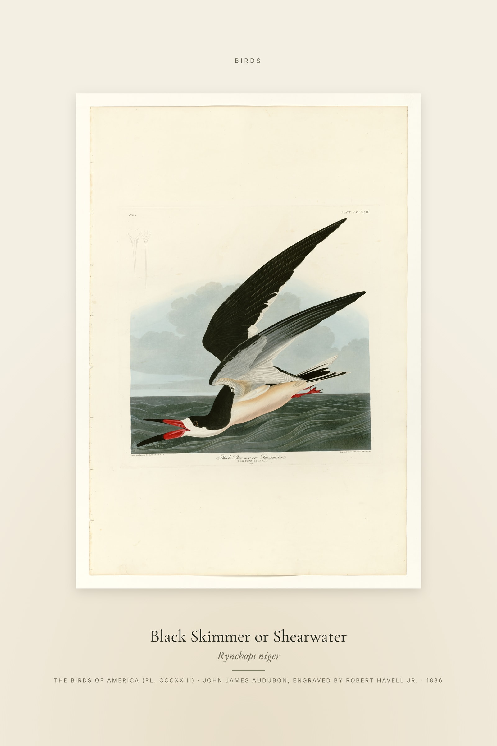 Black Skimmer or Shearwater — Specimen