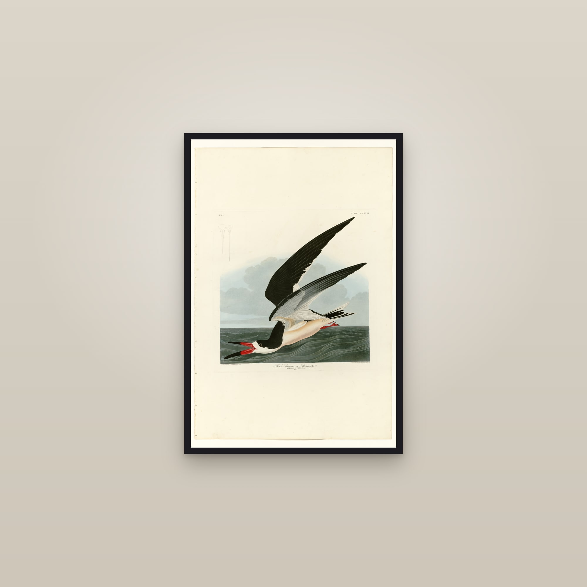 Black Skimmer or Shearwater — framed in a gallery setting
