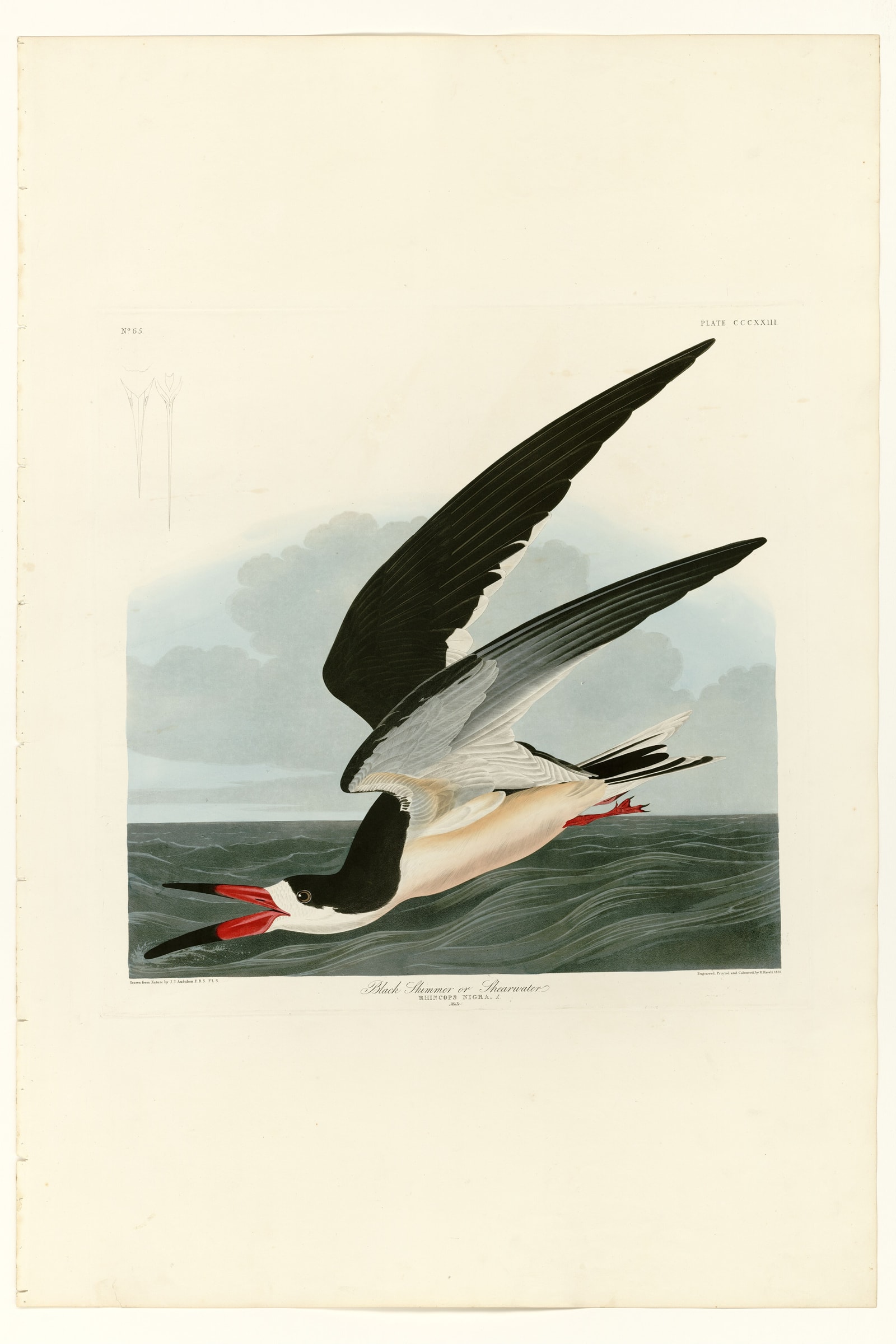 Black Skimmer or Shearwater