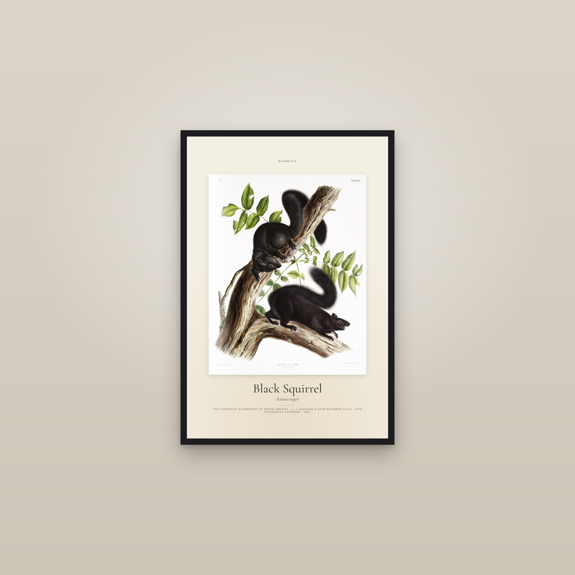 Black Squirrel — Specimen — framed in a gallery setting