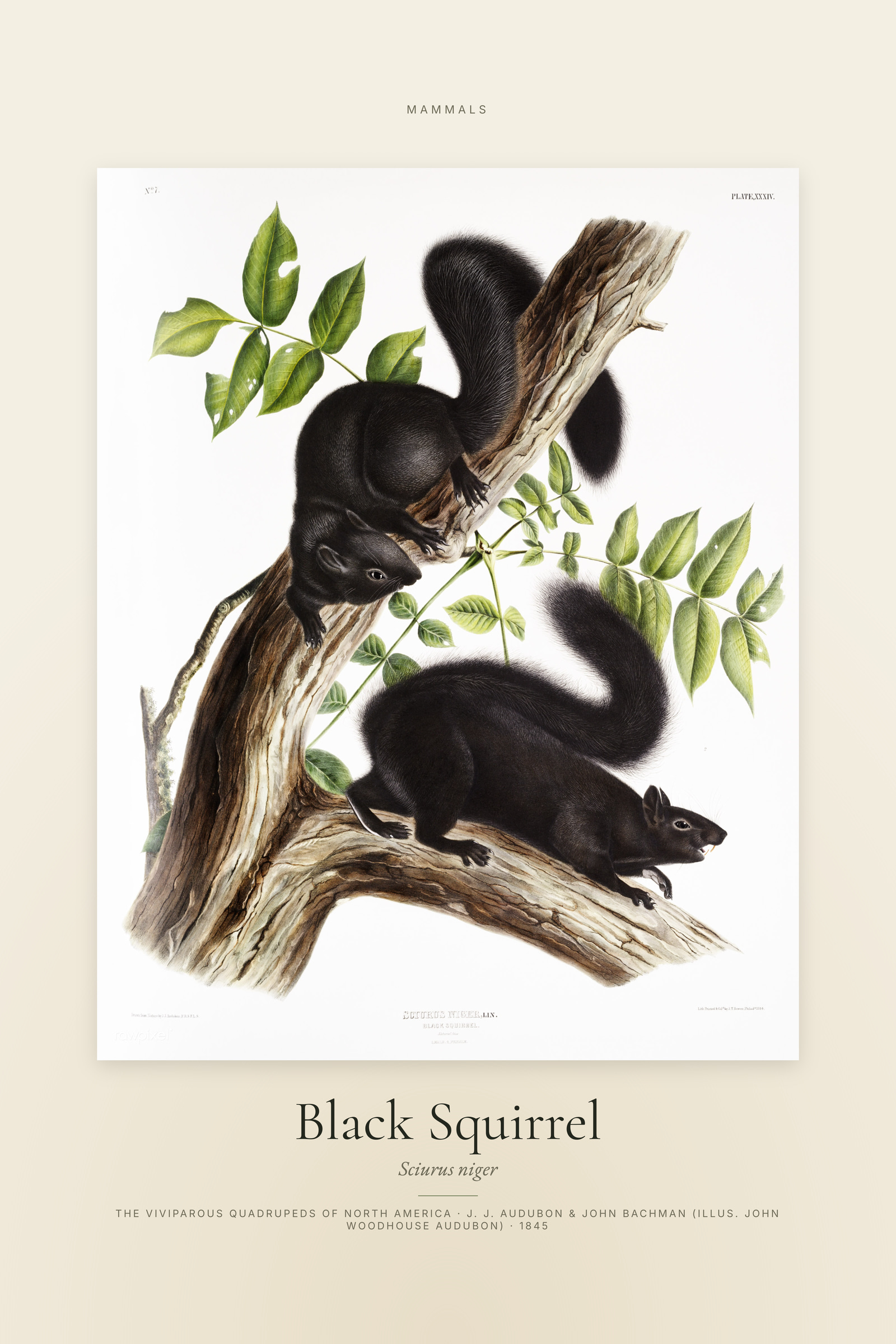 Black Squirrel — Specimen