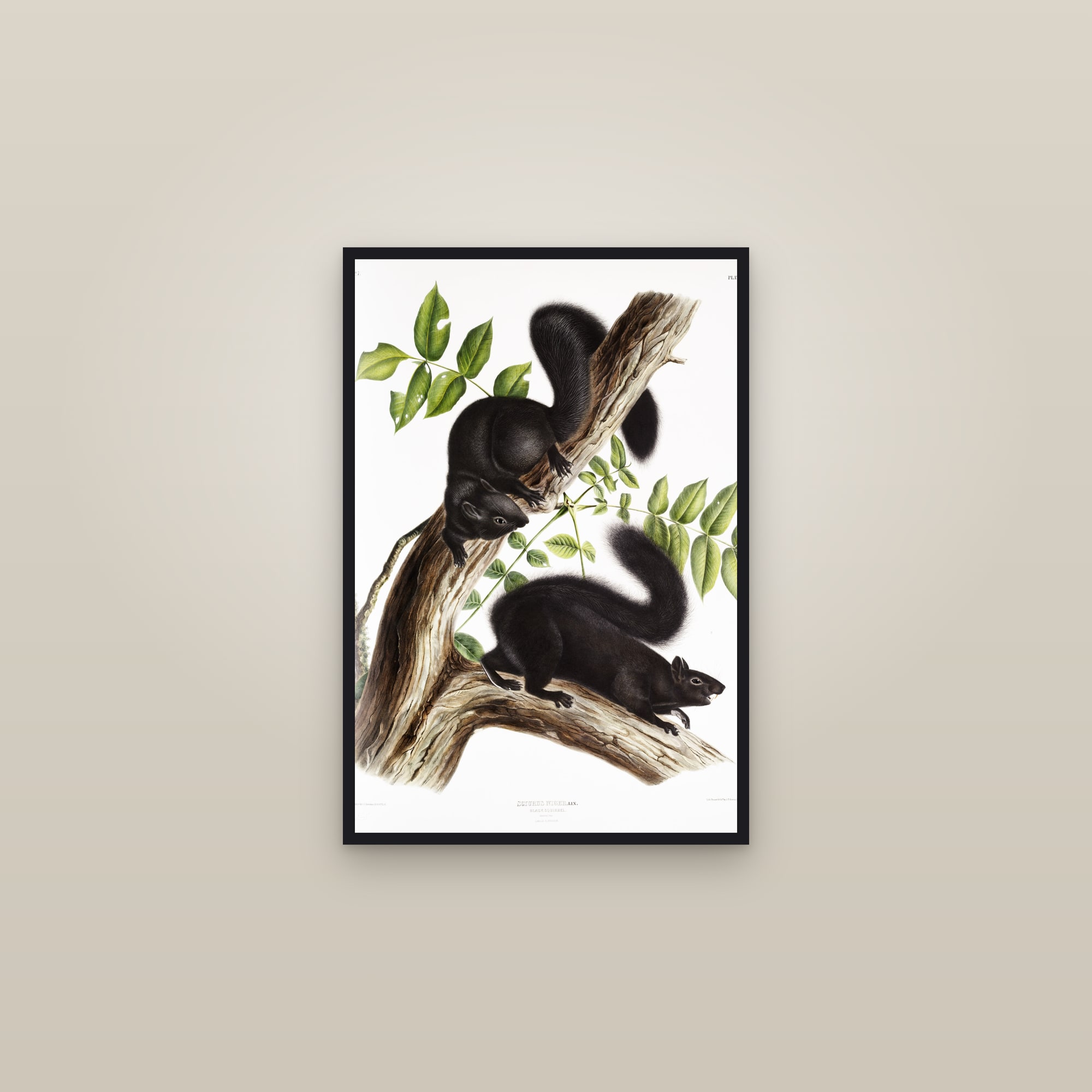 Black Squirrel — framed in a gallery setting