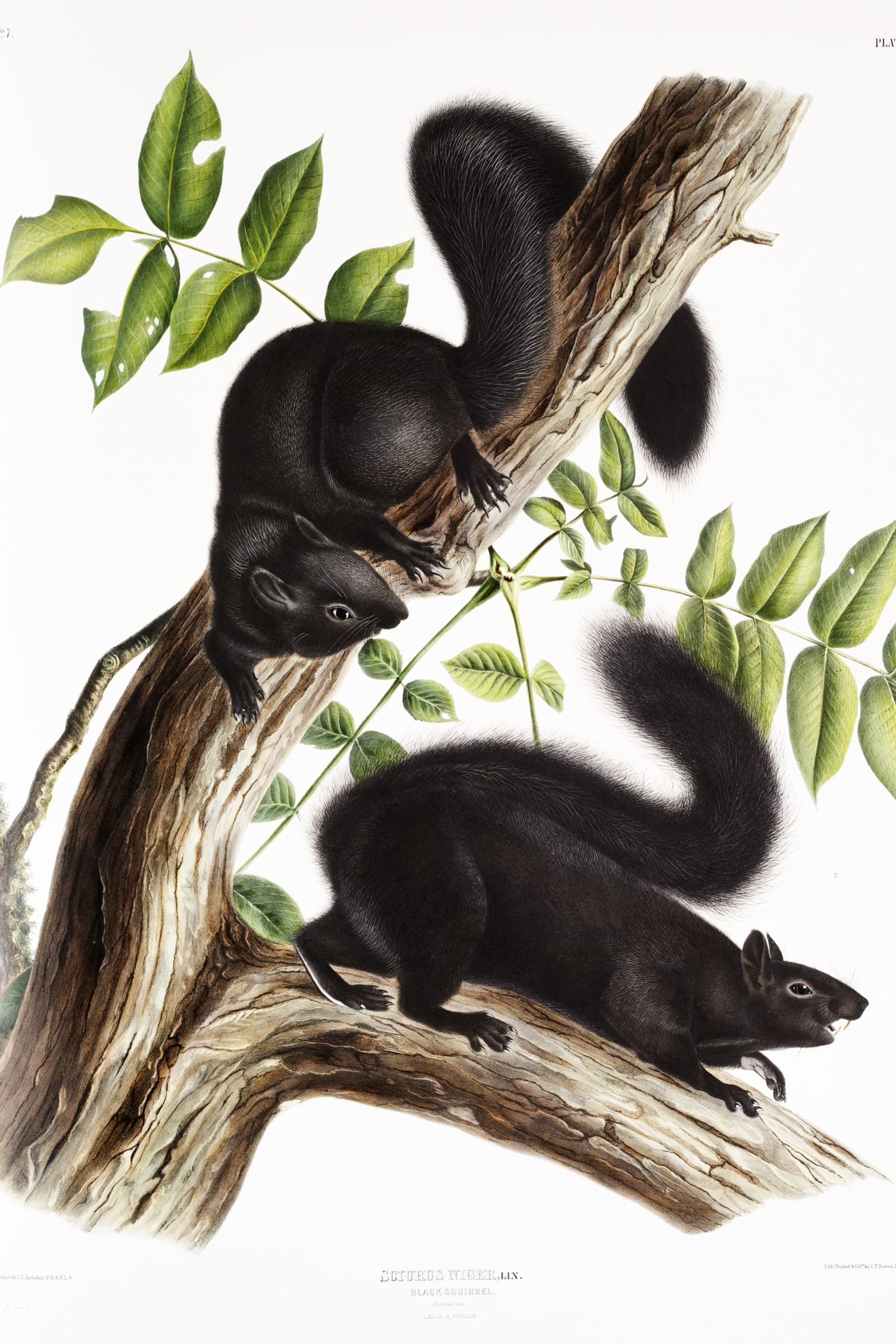Black Squirrel