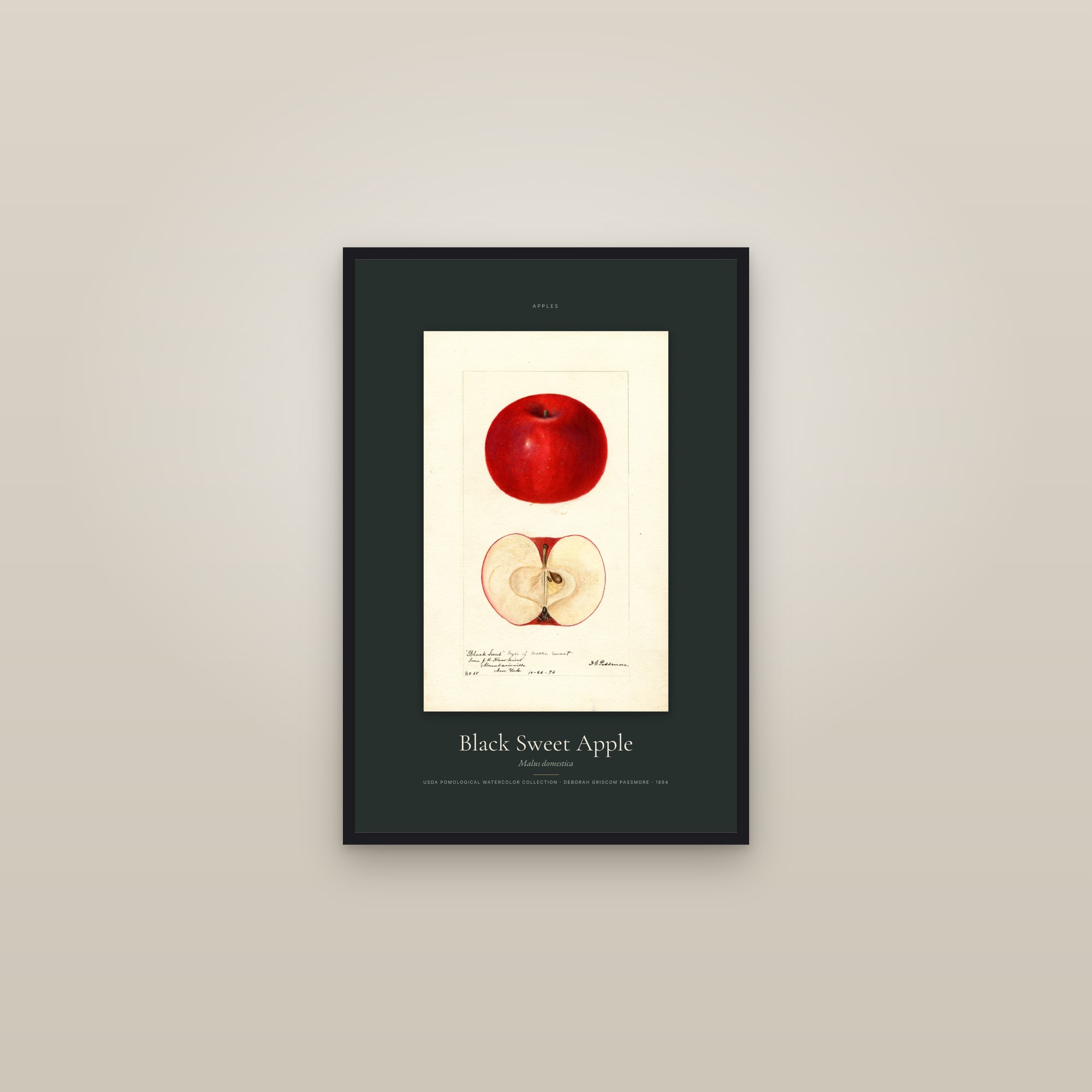 Black Sweet Apple — Specimen — framed in a gallery setting