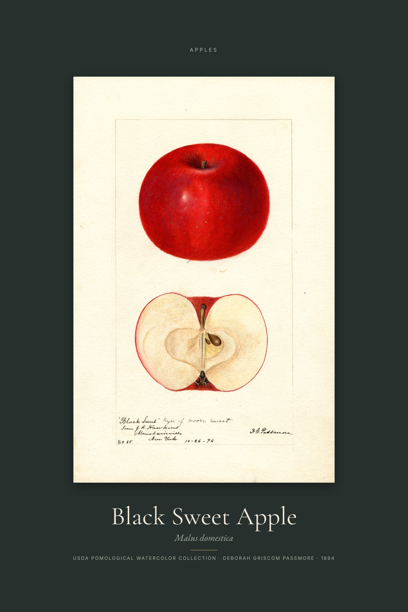 Black Sweet Apple — Specimen