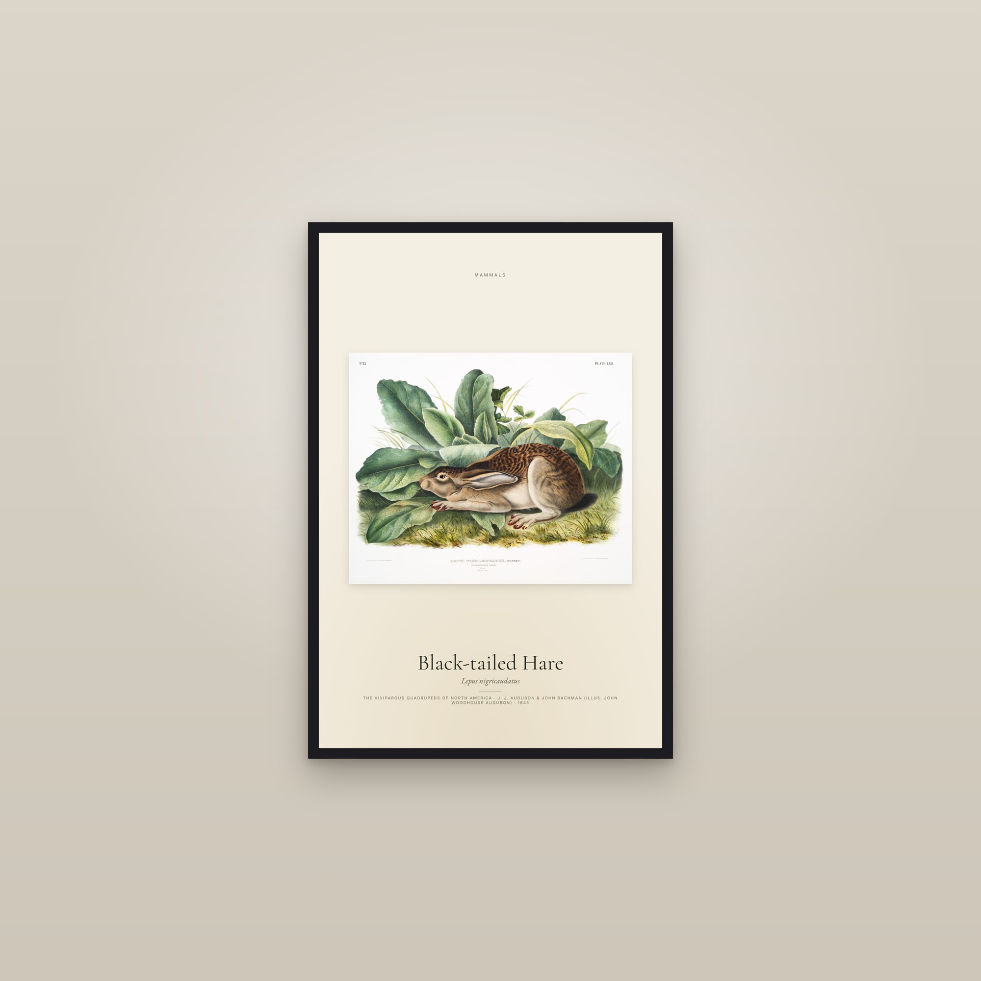 Black-tailed Hare — framed in a gallery setting