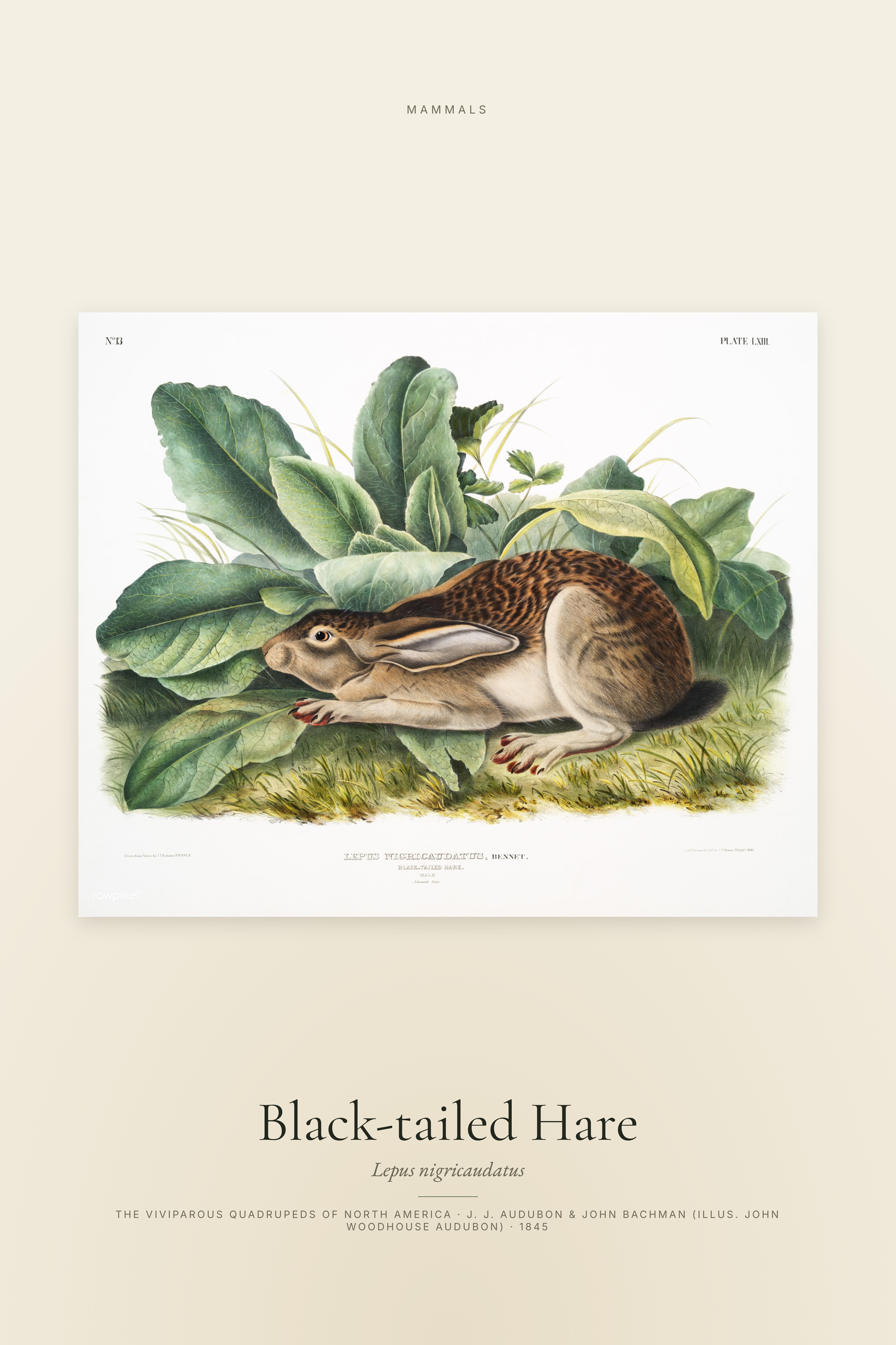 Black-tailed Hare